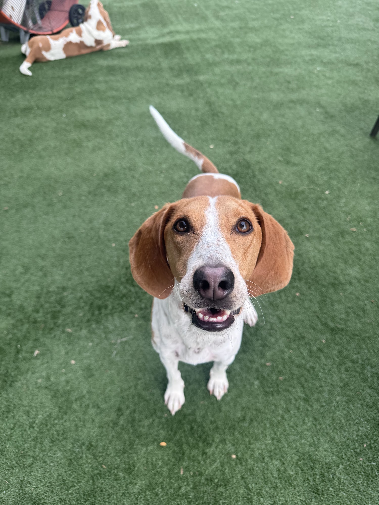 Everything Is Pawsible Jacksonville Beach