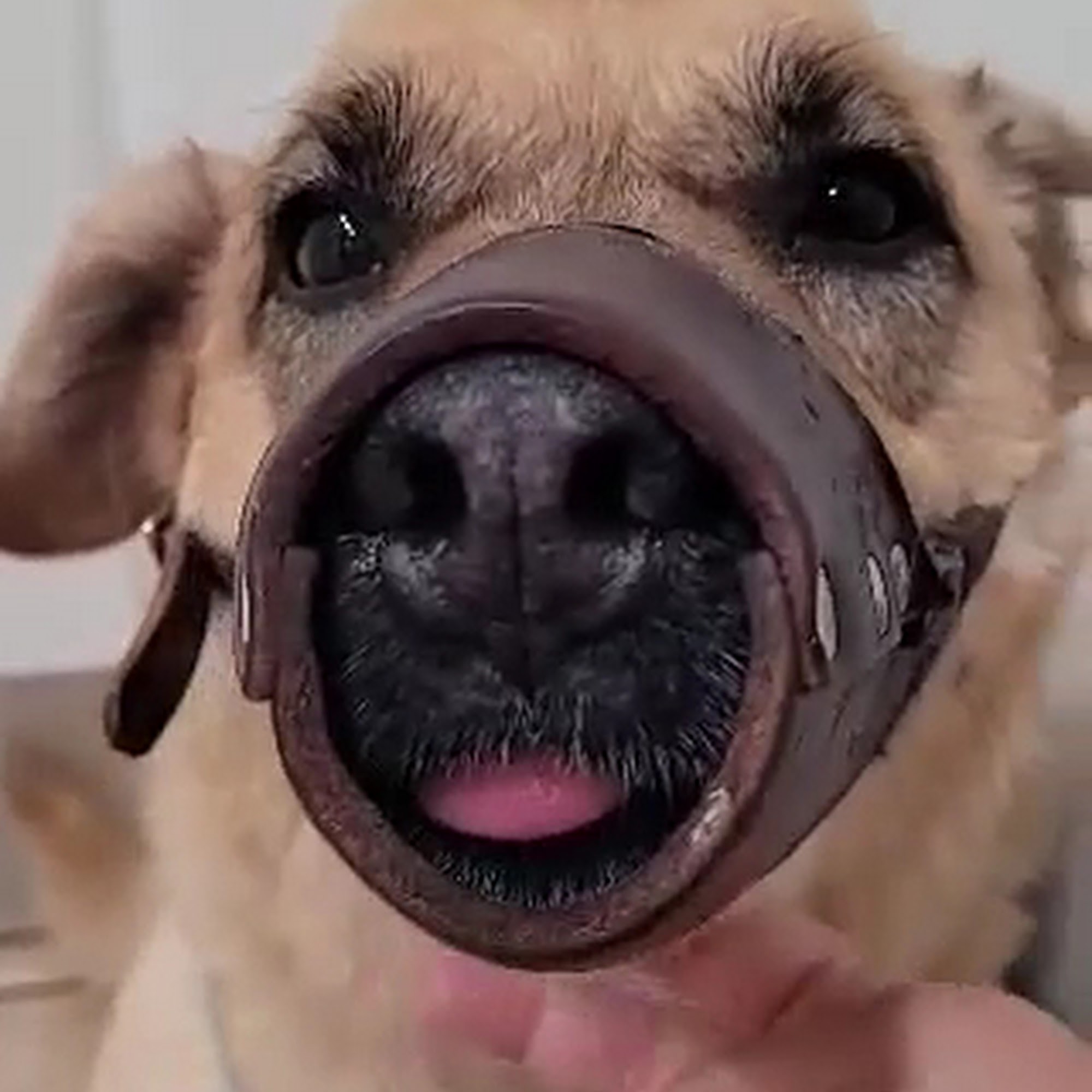 Animal Hospital of Oceanway Jacksonville