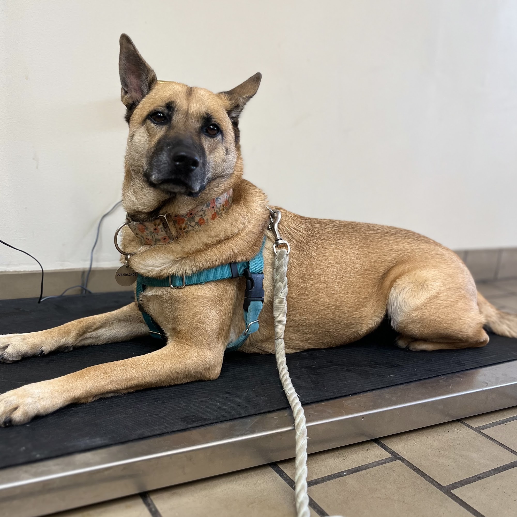 Timuquana Animal Hospital Jacksonville