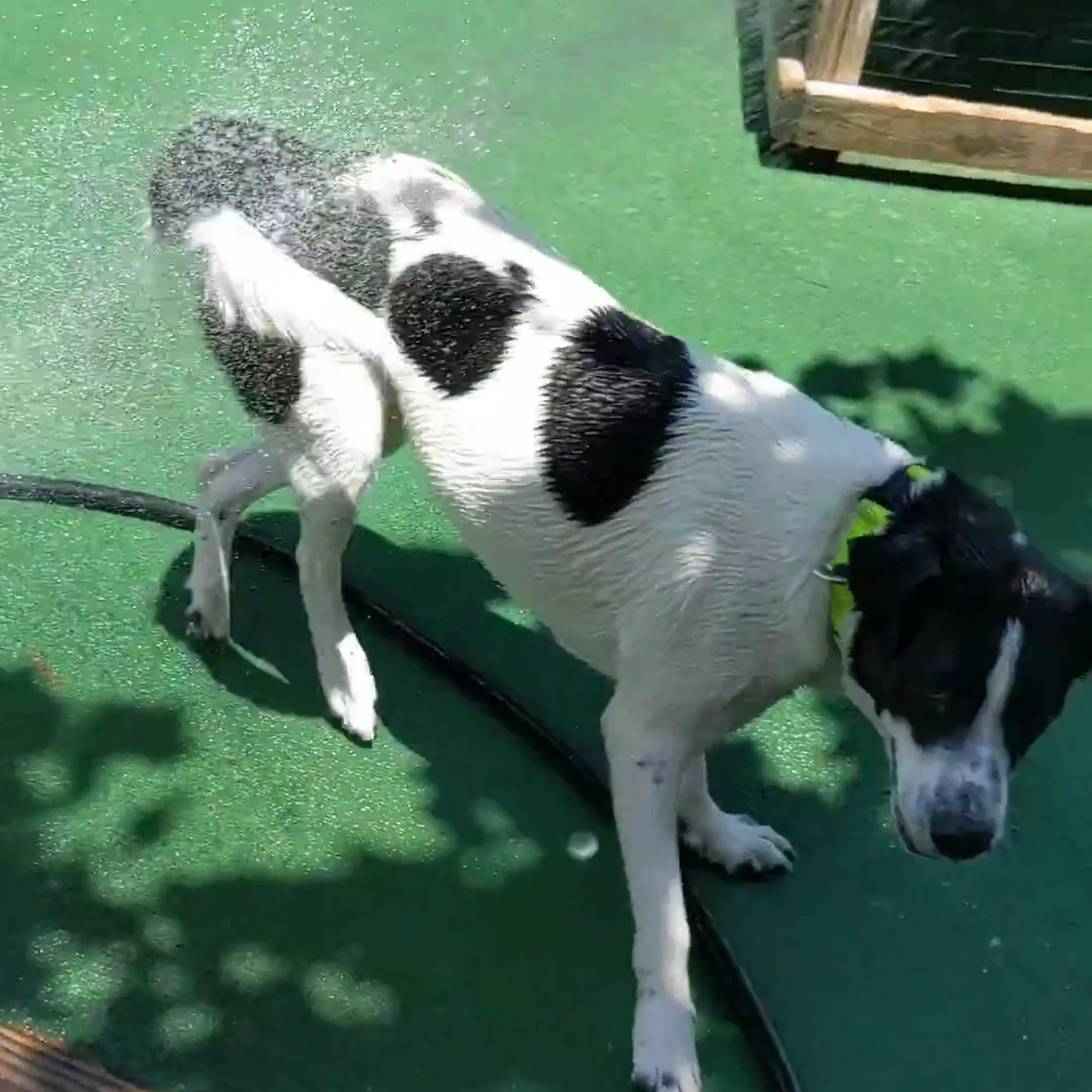 Coastal Veterinary Hospital & Pet Resort Jacksonville