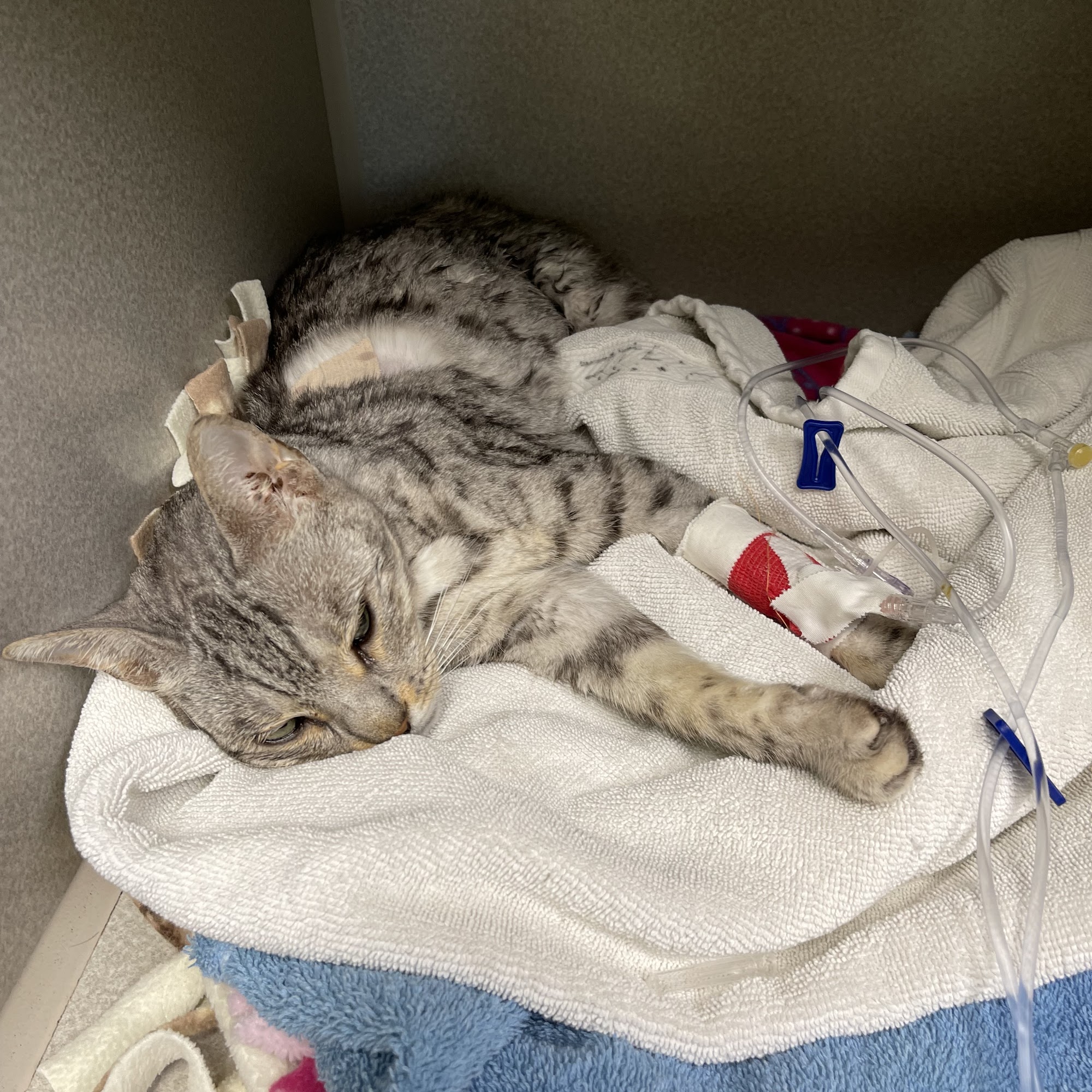 A Cat Clinic Jacksonville