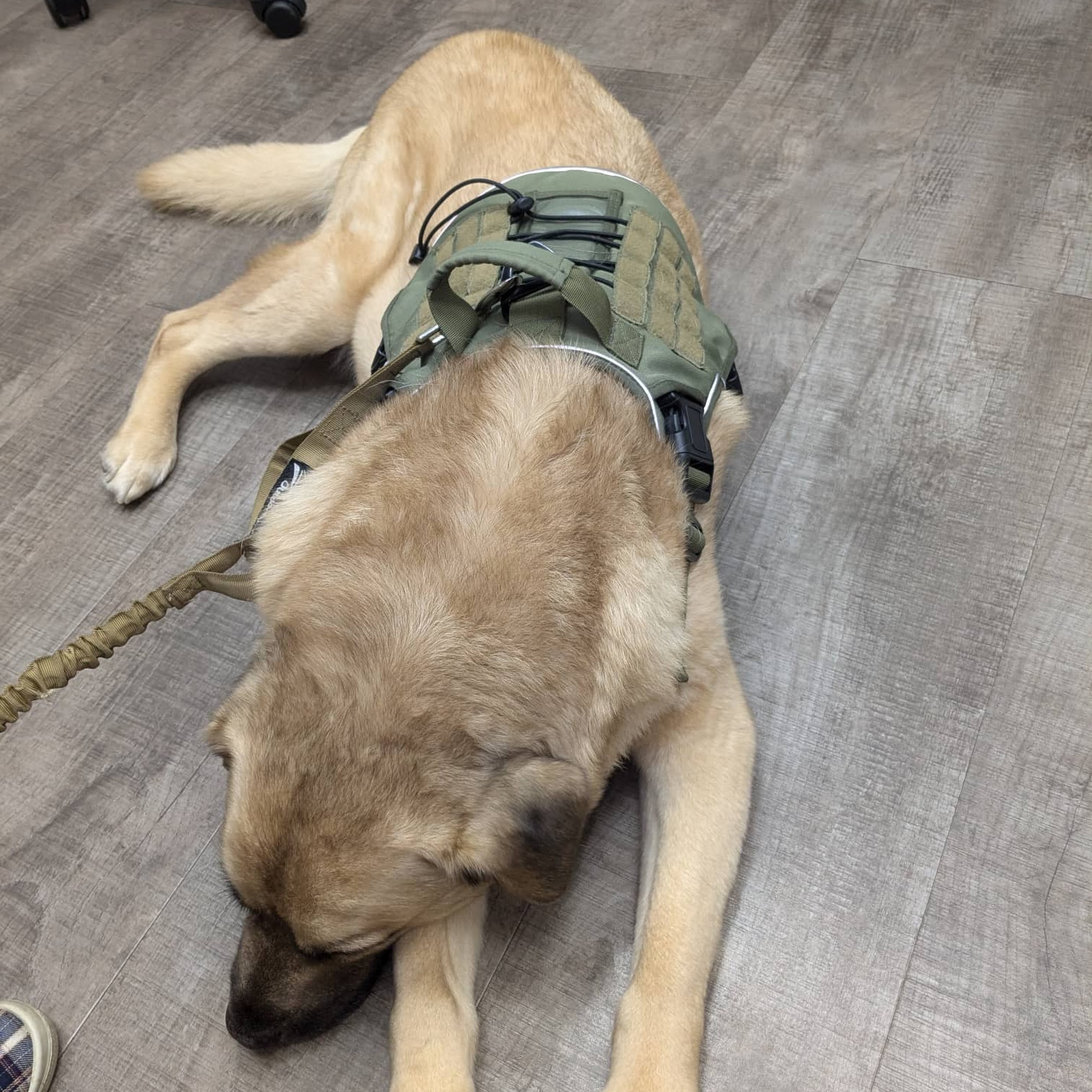 Chimney Lakes Animal Hospital Jacksonville