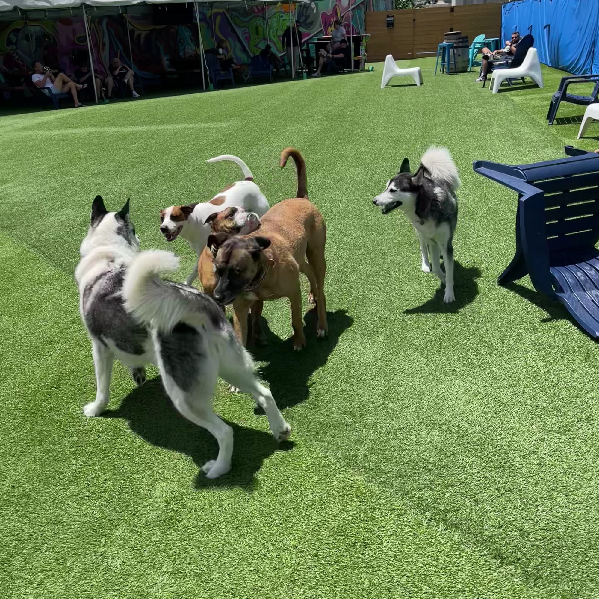 Kanine Social Jacksonville