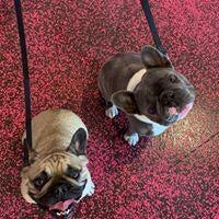 Woof Gang Bakery & Grooming Avondale Jacksonville