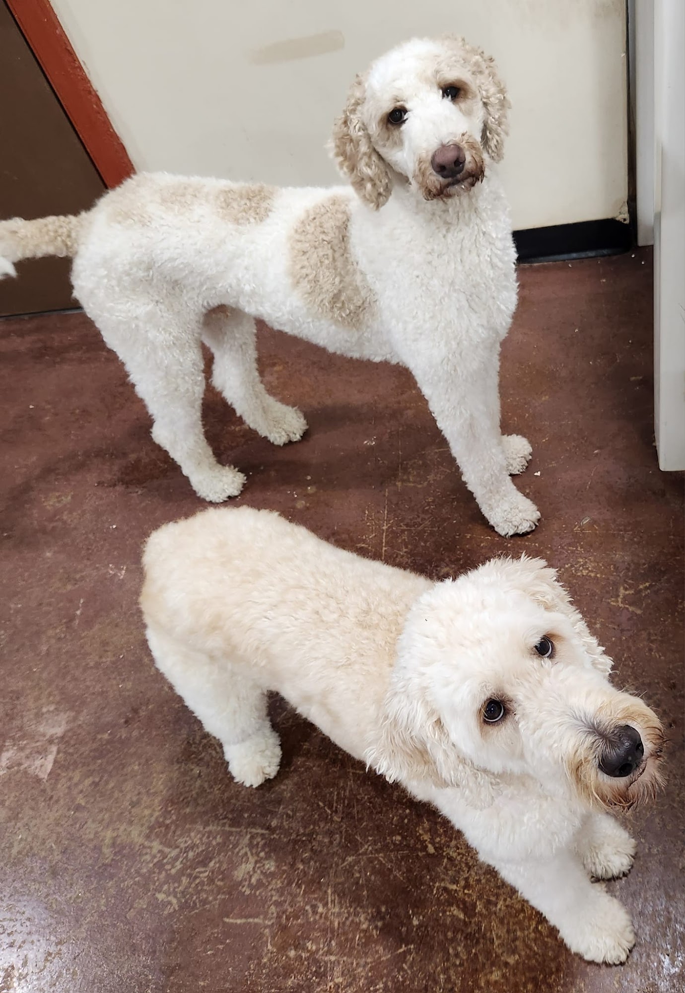 Happy Hound Dog Resorts Jacksonville