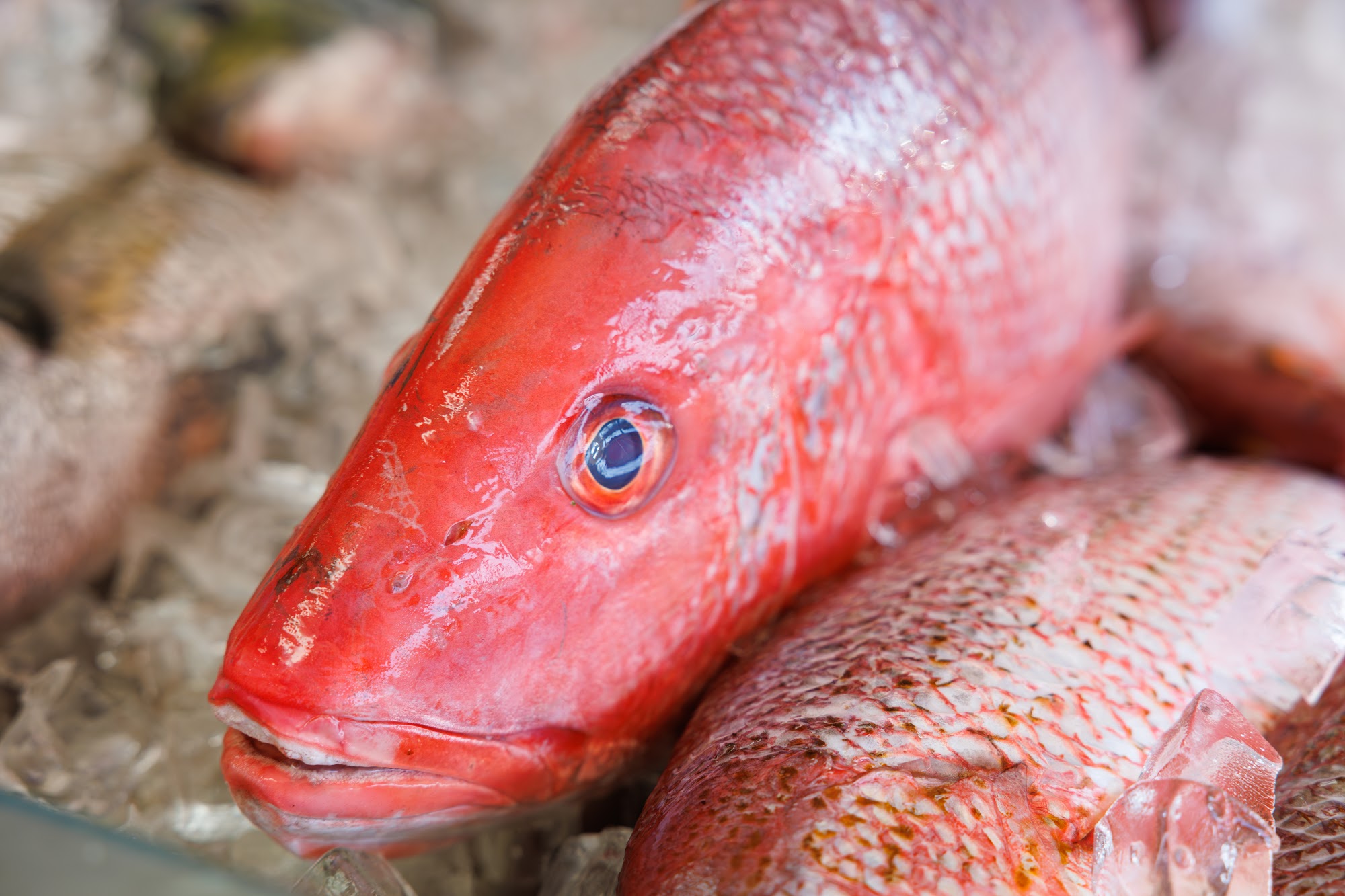 Westside Fresh Seafood Menu