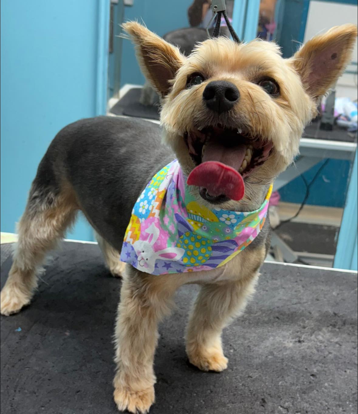 Patty's Pet Salon , LLC Jacksonville