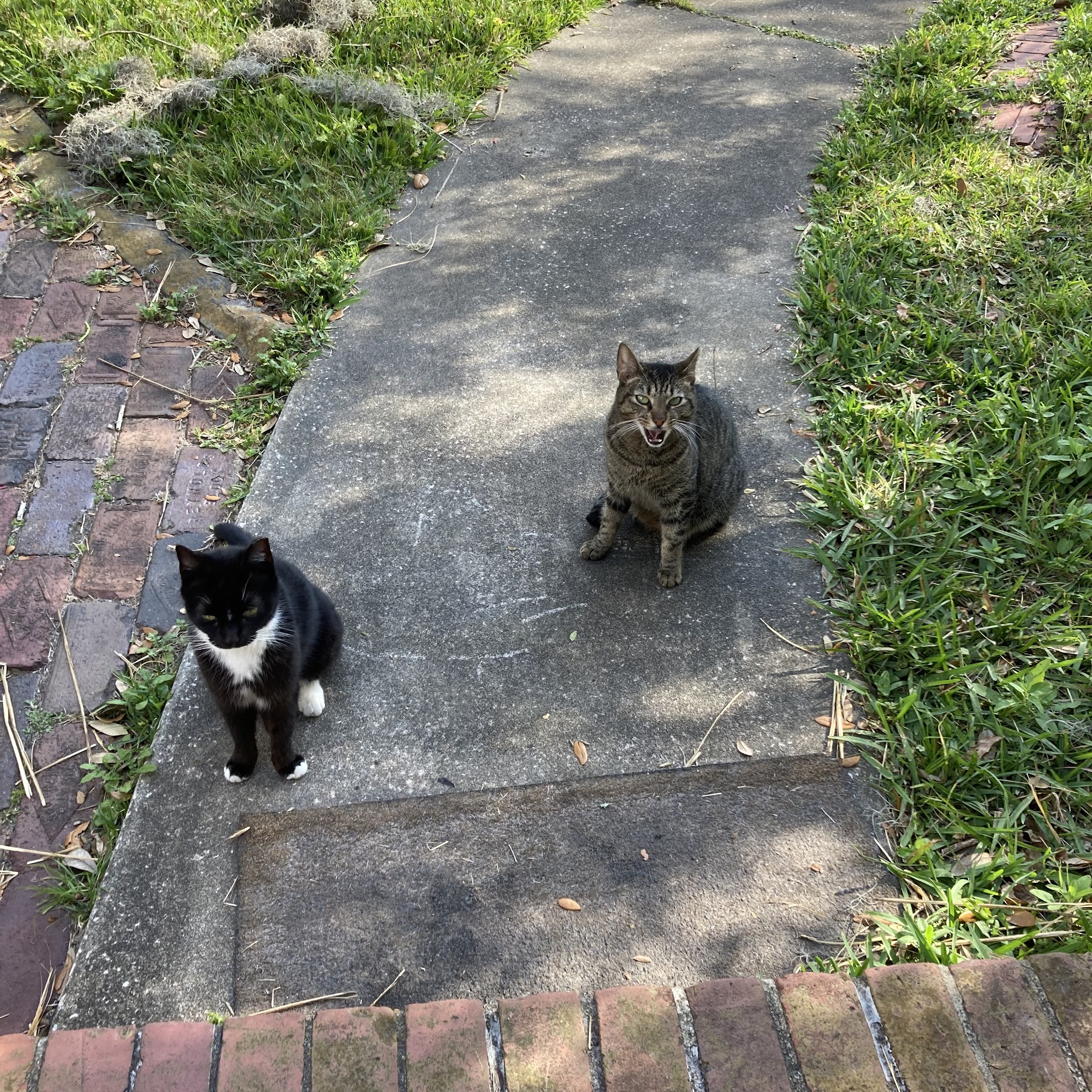 Bad to the Bone Pet Care Jacksonville