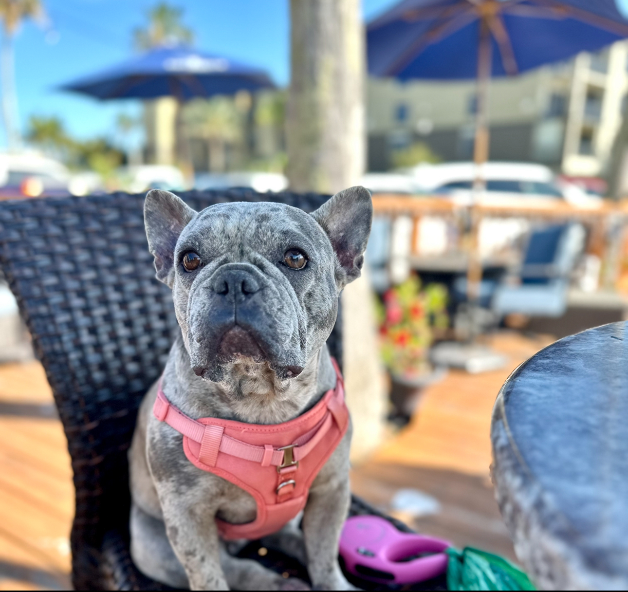 Nova’s Royal Pets Corp.Frenchies & Maine Coons Jacksonville