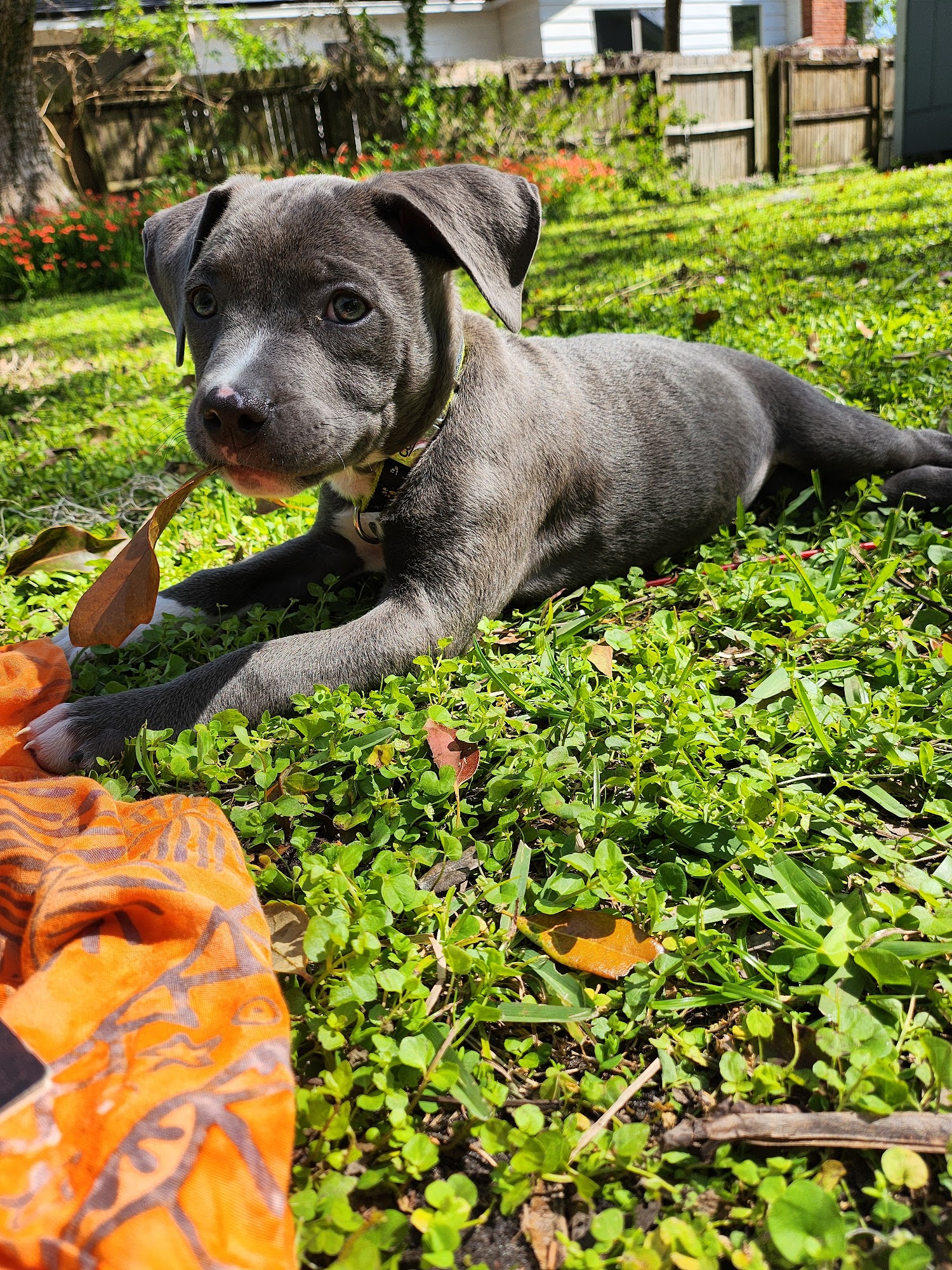 Best Behaved Pups Jacksonville