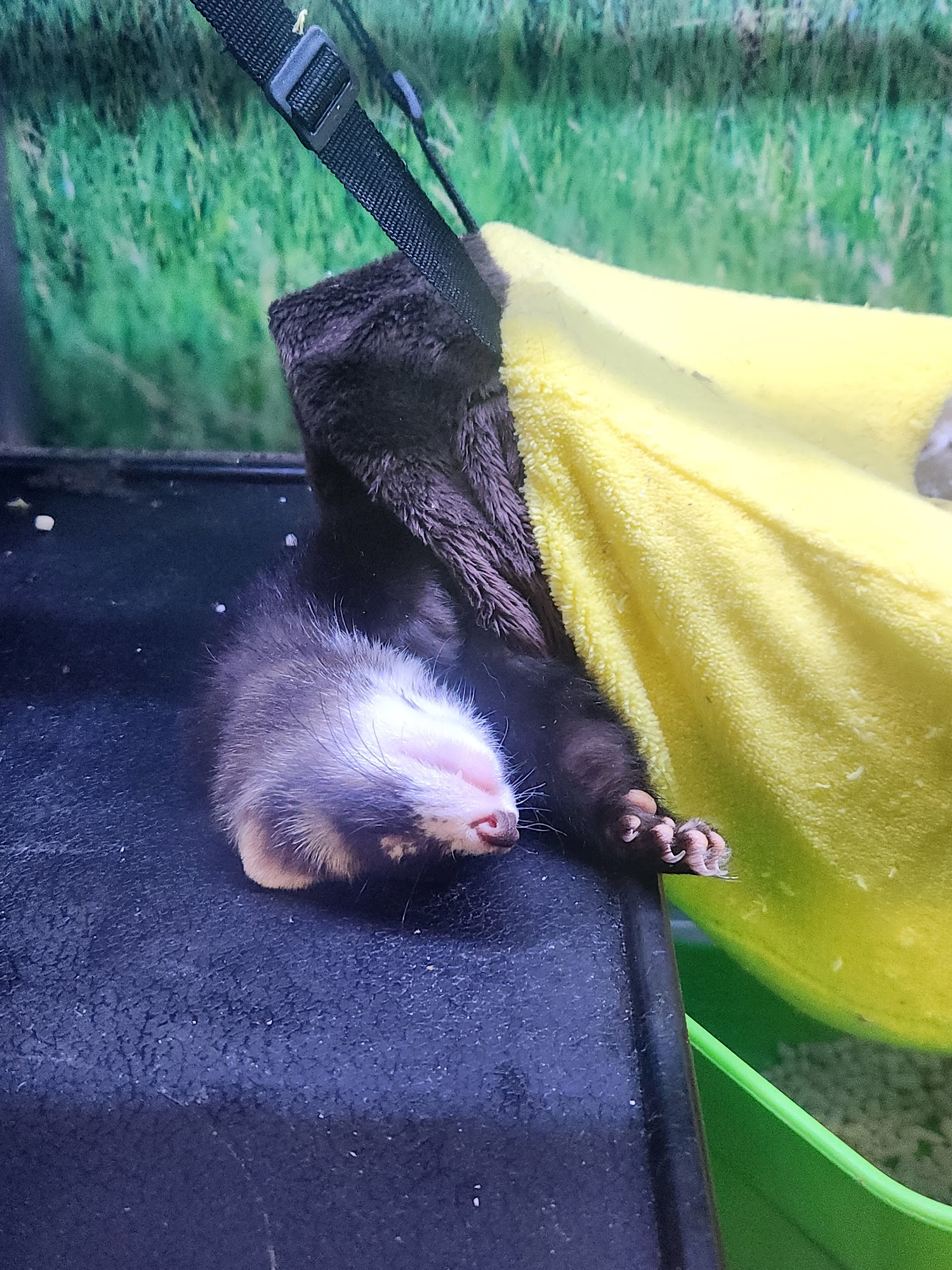 Pet Supplies Plus University Jacksonville