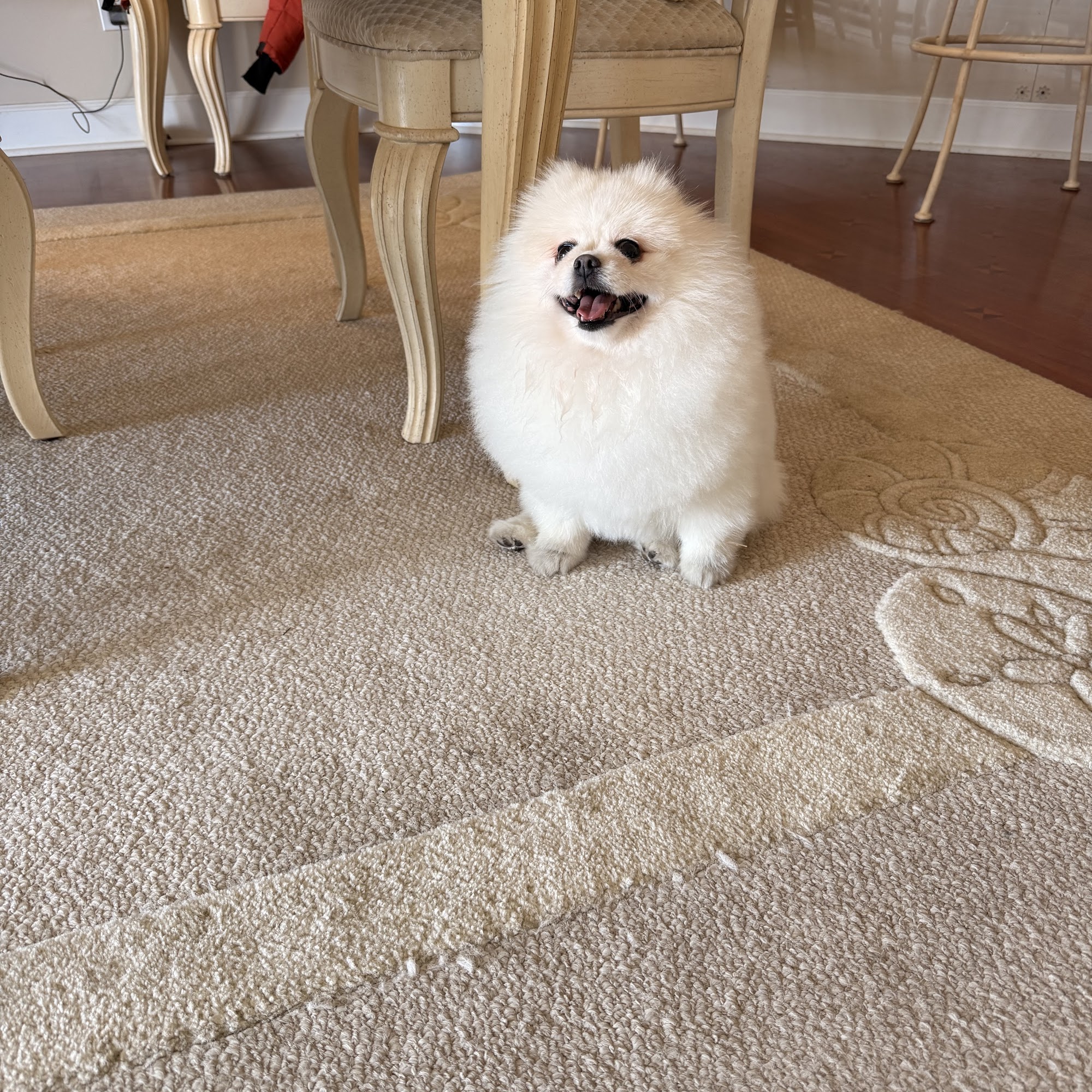 Mr Anthony Dog Grooming Mobile Jacksonville