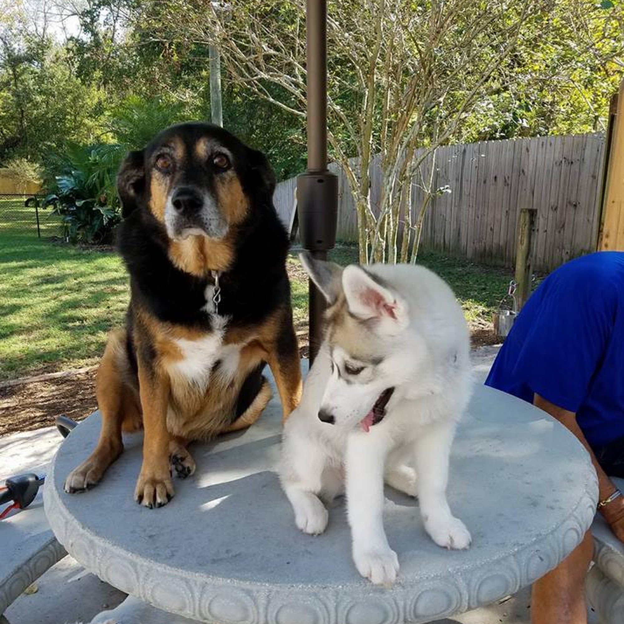 Fresh Prints Pet Lodge and Day Resort Jacksonville