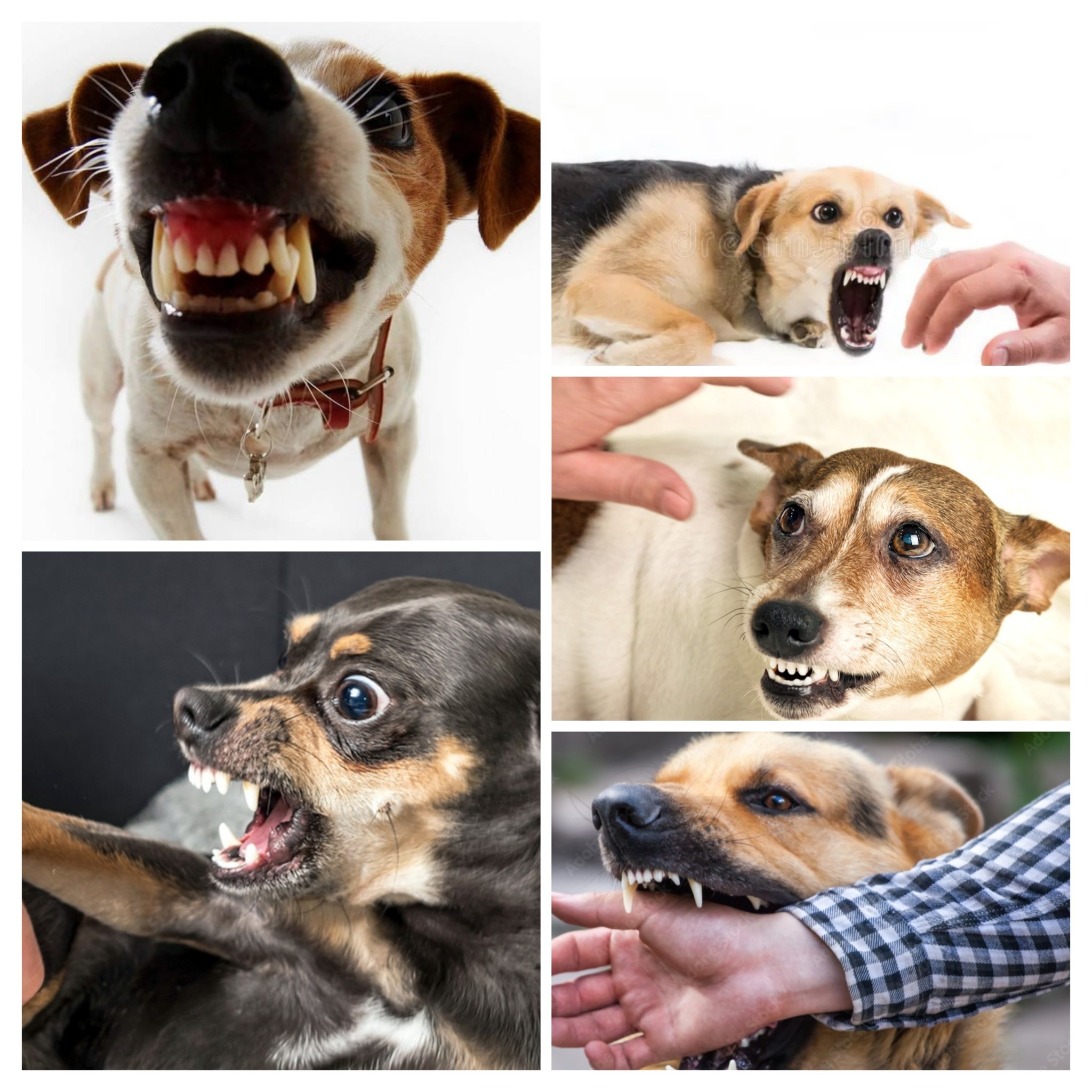 Got Your Back K9 Life Jacksonville