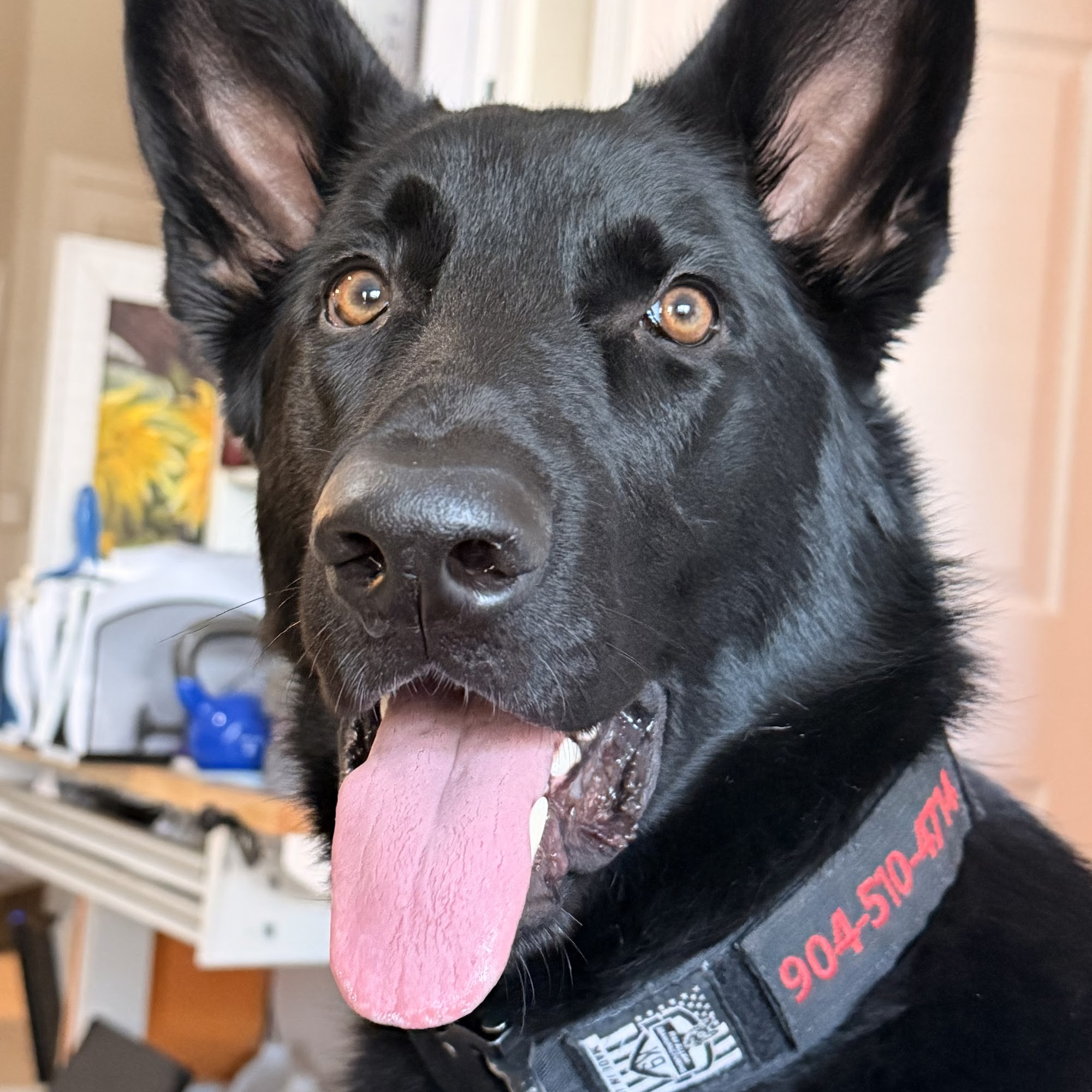 Got Your Back K9 Life Jacksonville