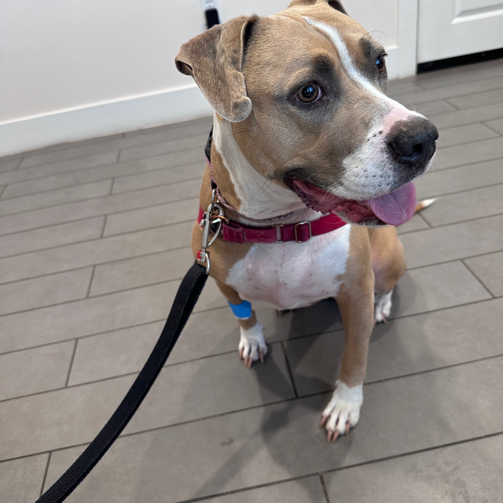 Avondale Animal Hospital Jacksonville