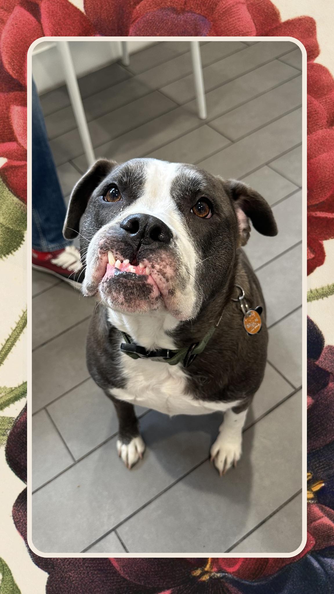 Avondale Animal Hospital Jacksonville