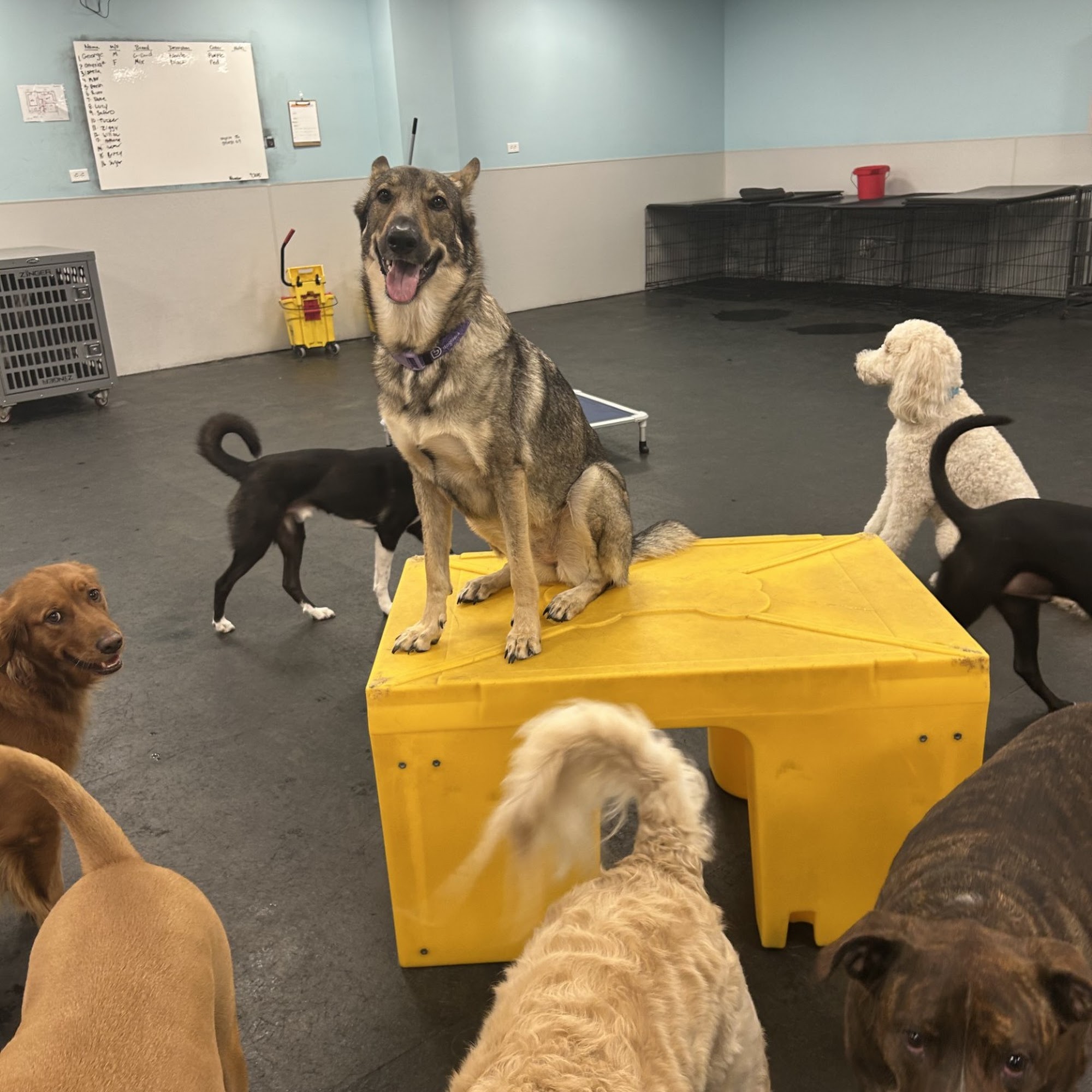 Dogtopia of Jacksonville - Beach Blvd