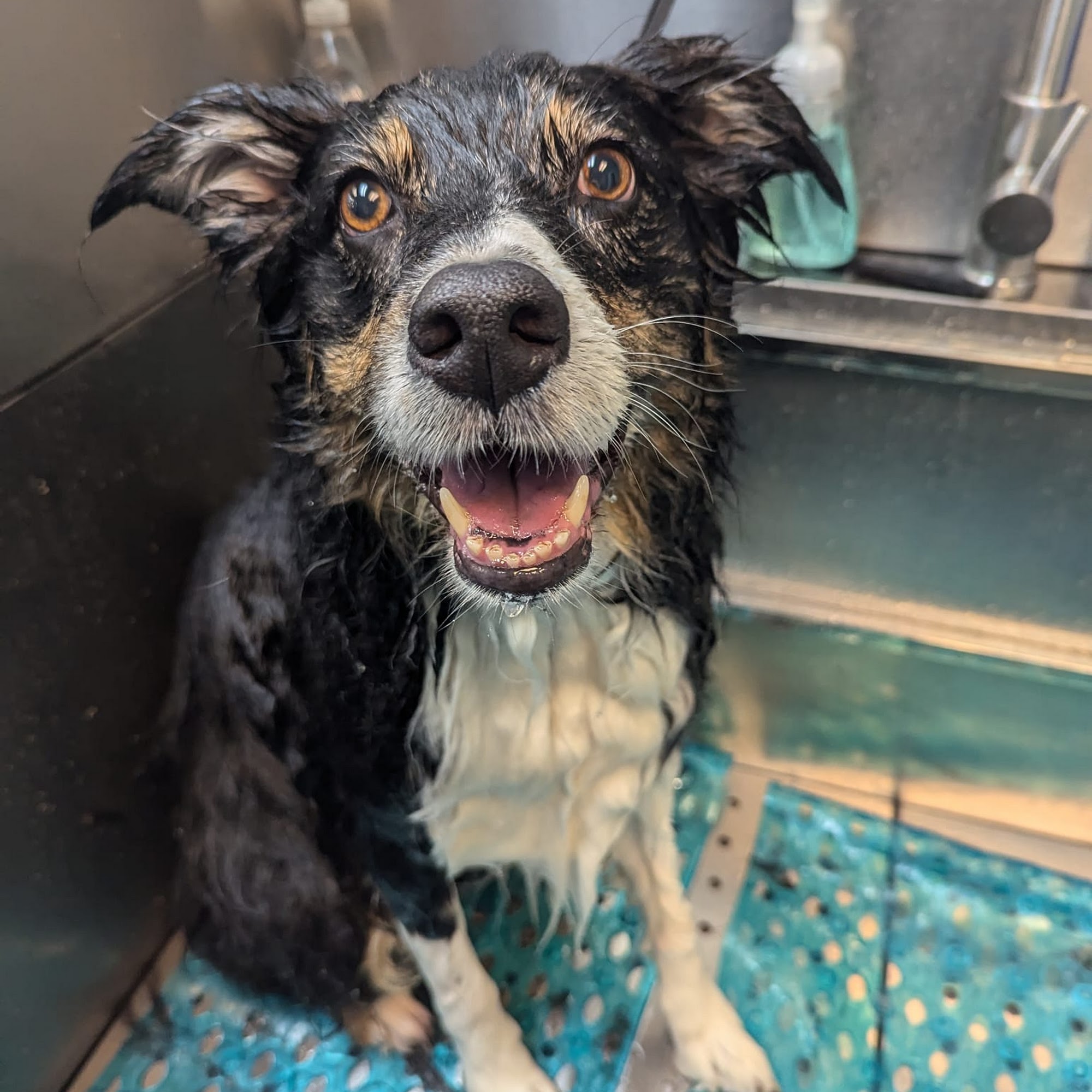 Barkside Grooming & Spa Jacksonville