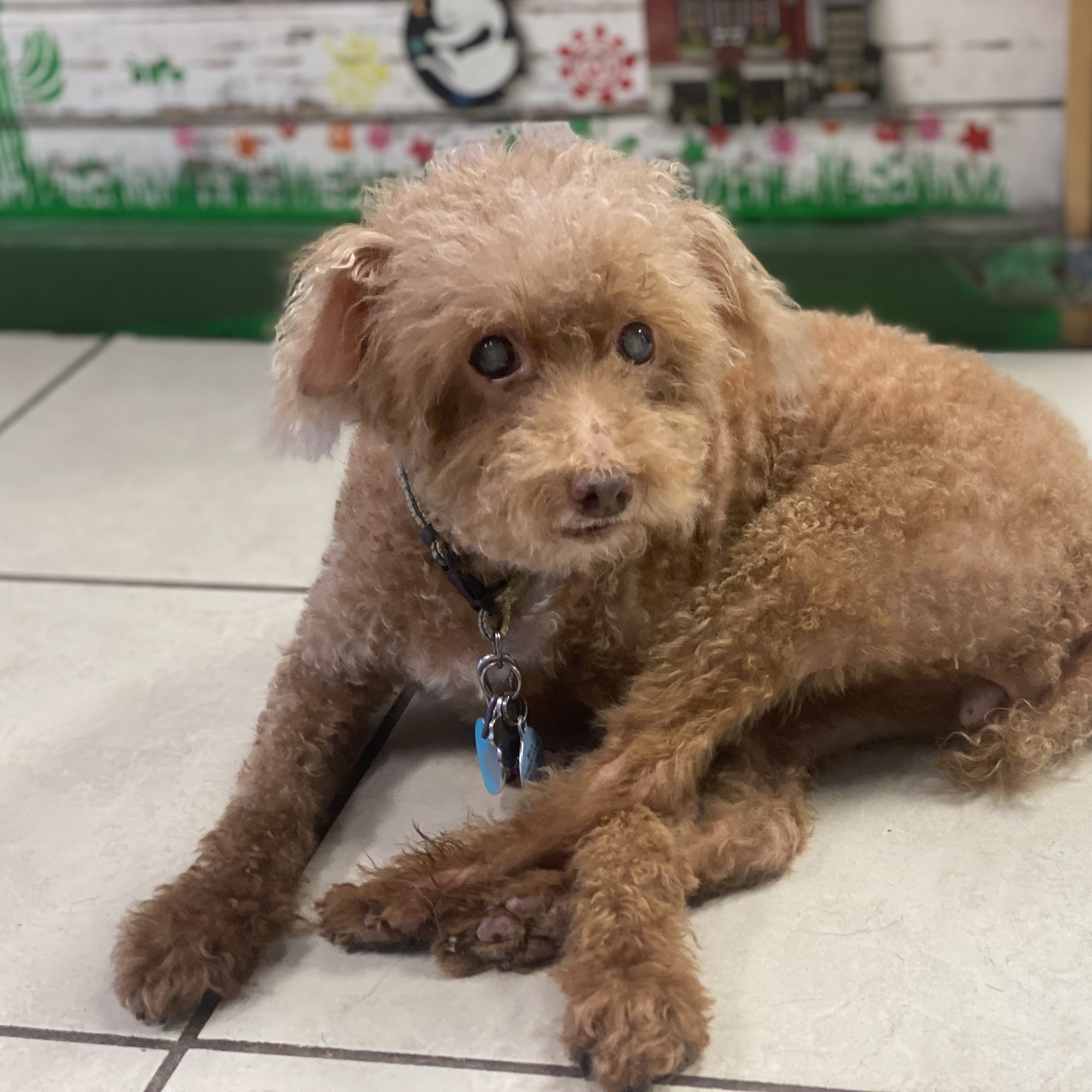 Mel’s pet spa Jacksonville