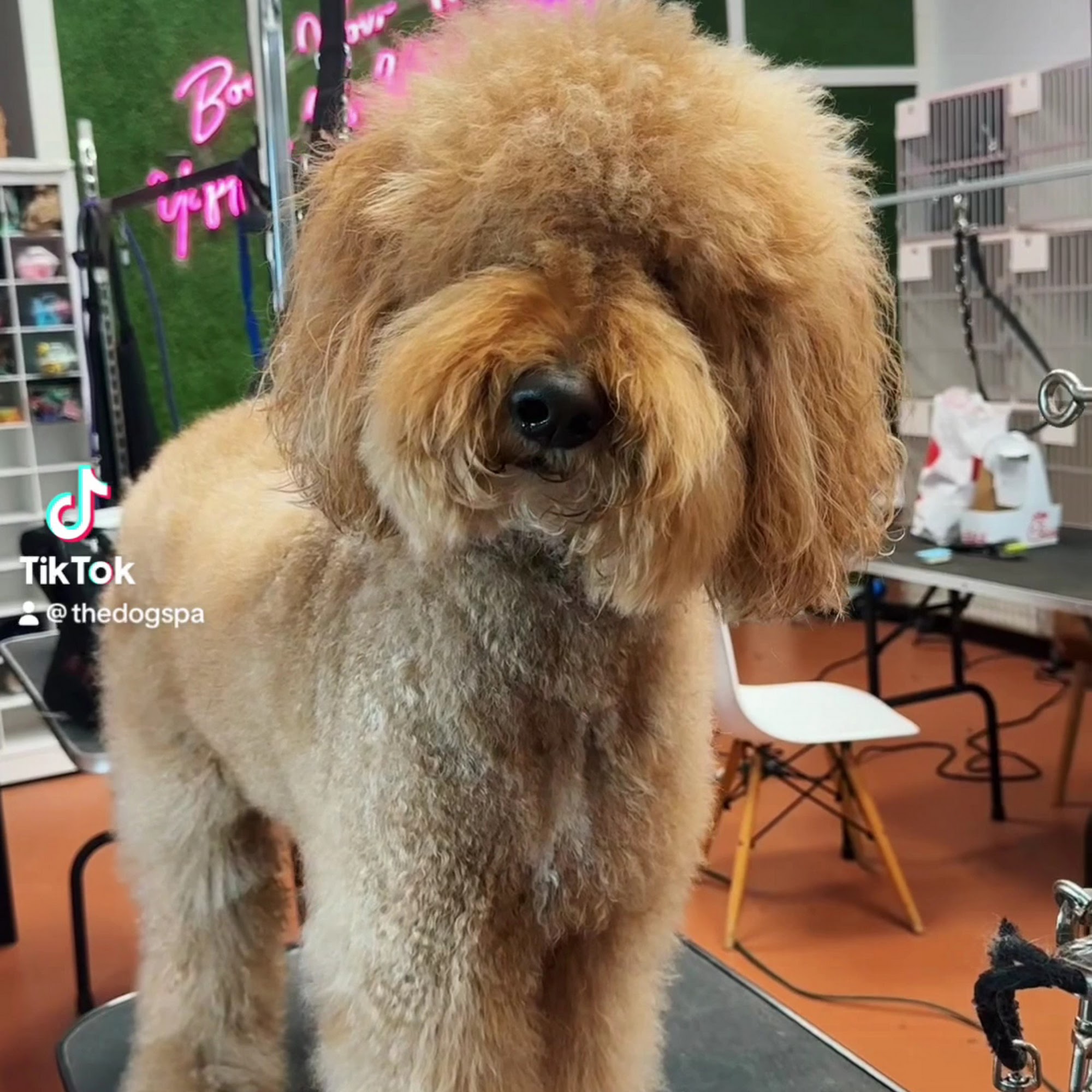 The Dog Spa - Mobile Grooming by Christine Jacksonville