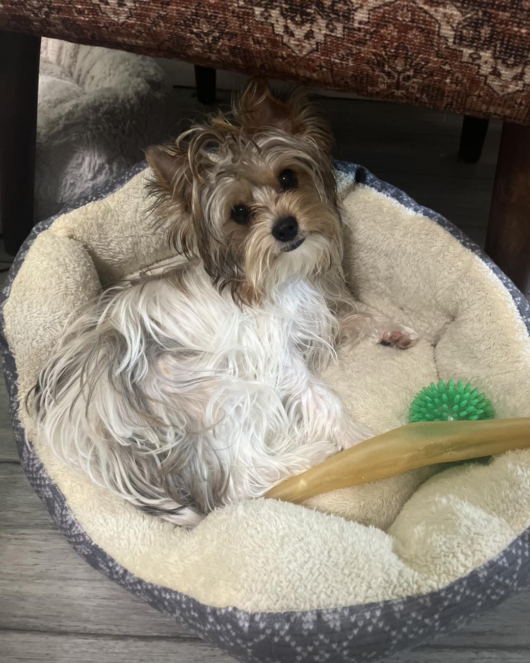 Happy Tails Pet Grooming Jensen Beach