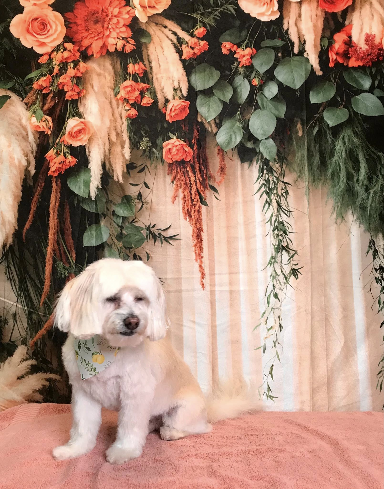 Style N Pups ® Dog Grooming & Spa Jensen Beach