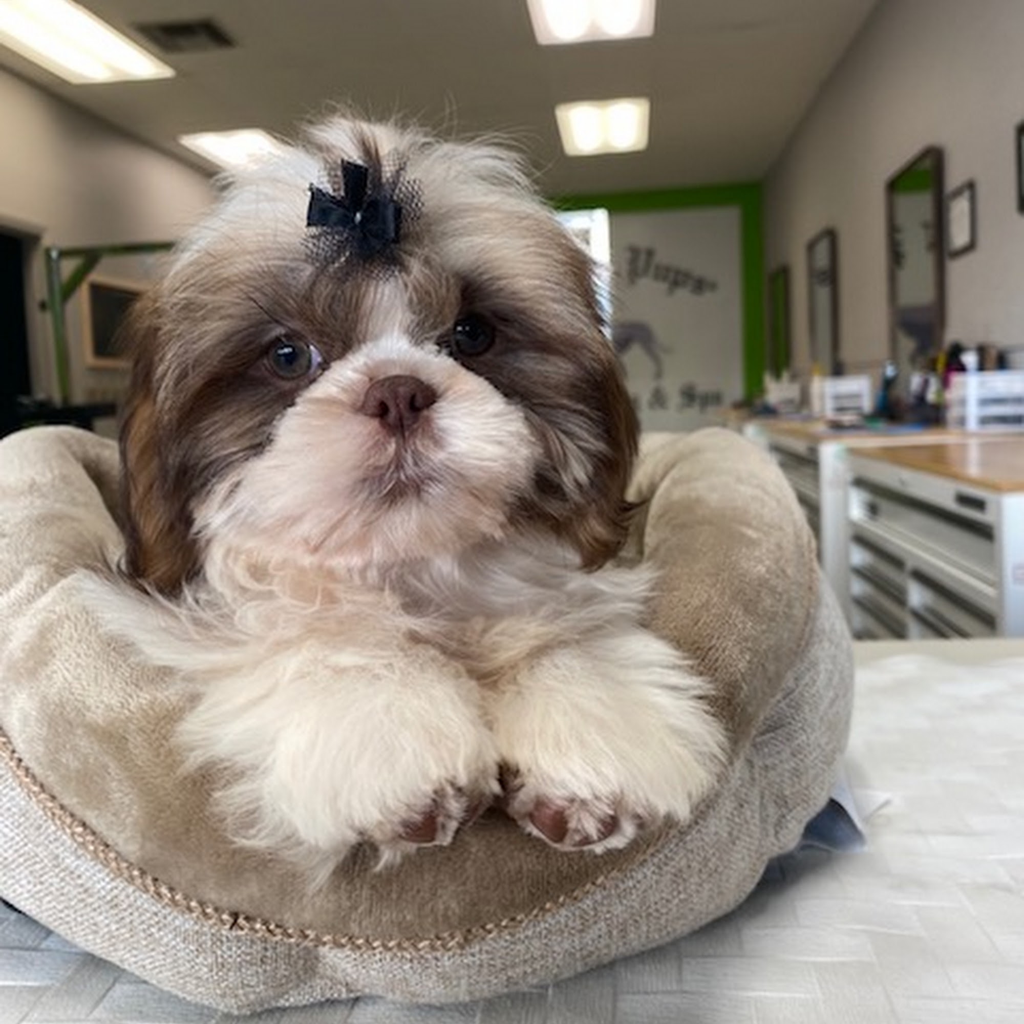 Style N Pups ® Dog Grooming & Spa Jensen Beach