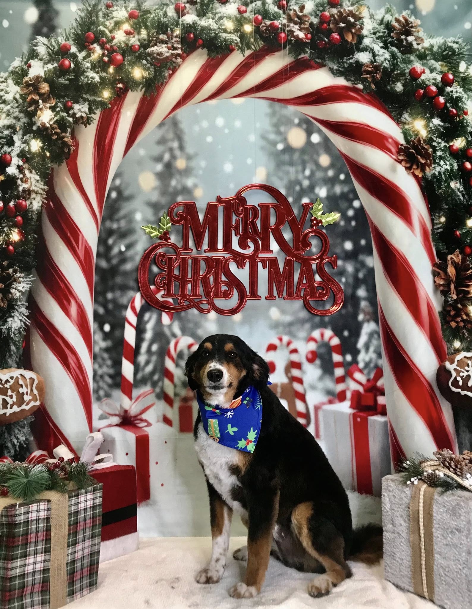 Style N Pups ® Dog Grooming & Spa Jensen Beach