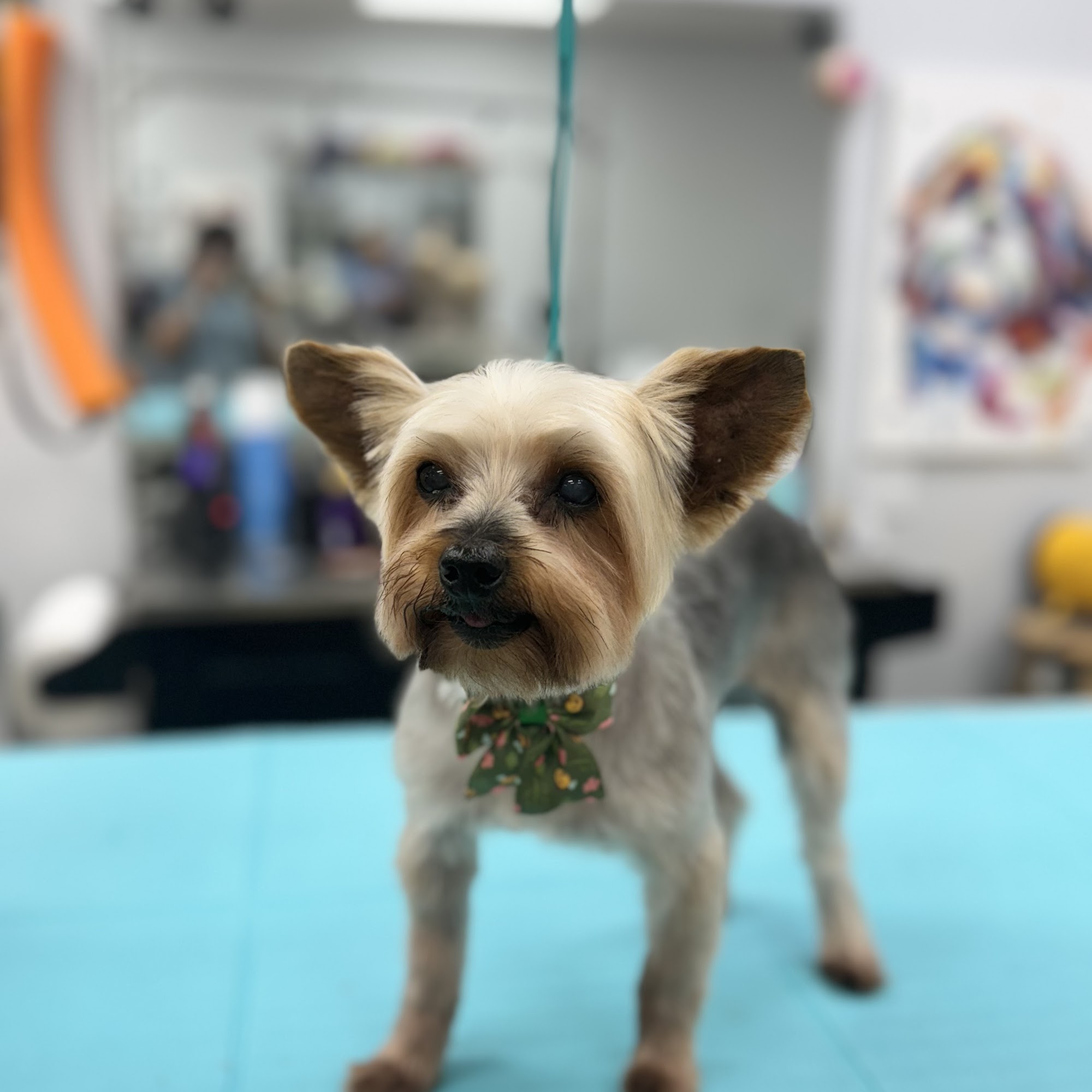 Fancy Paws Dog Grooming Jensen Beach