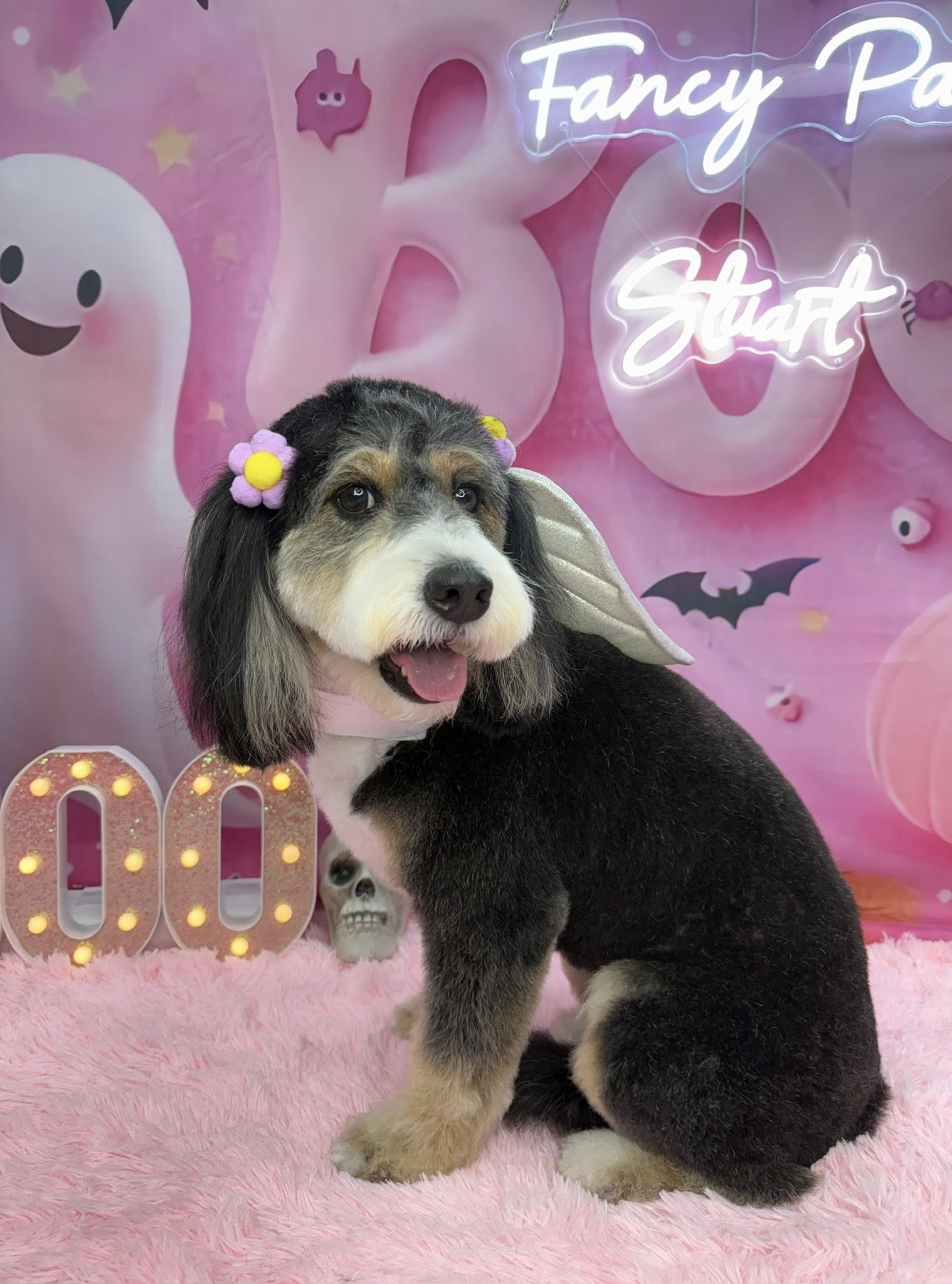 Fancy Paws Dog Grooming Jensen Beach