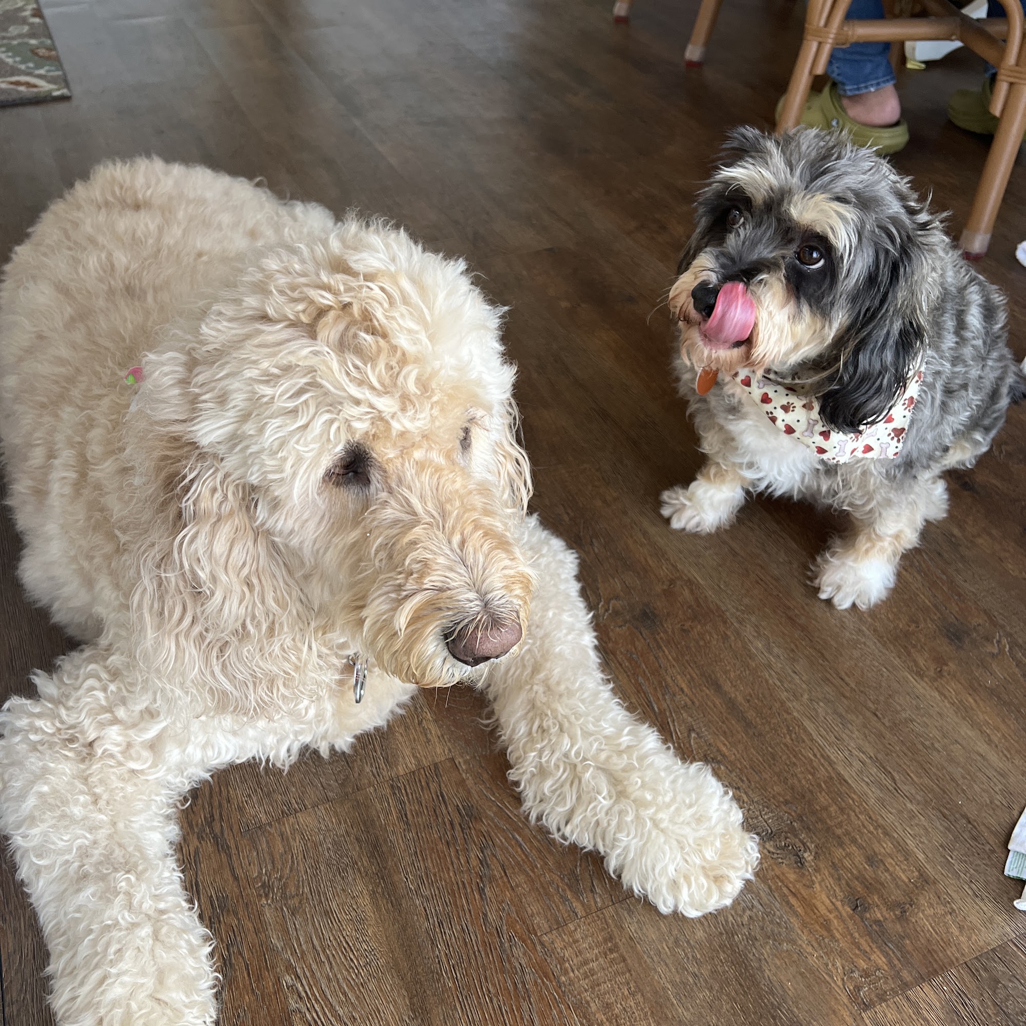 Island Dawg Pet Spa, LLC 9815 S Ocean Dr Suite 7, Jensen Beach Florida 34957