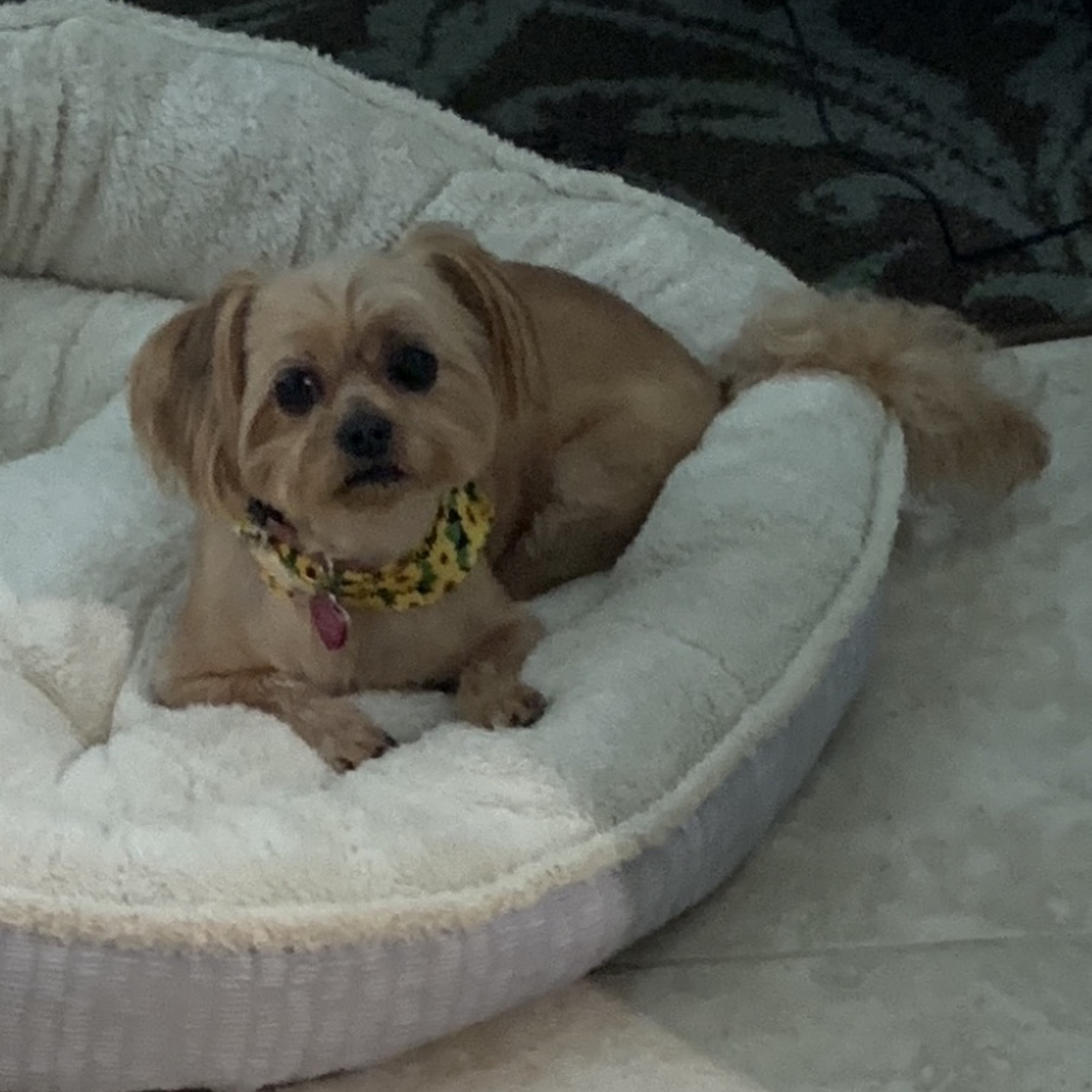 Island Dawg Pet Spa, LLC Jensen Beach