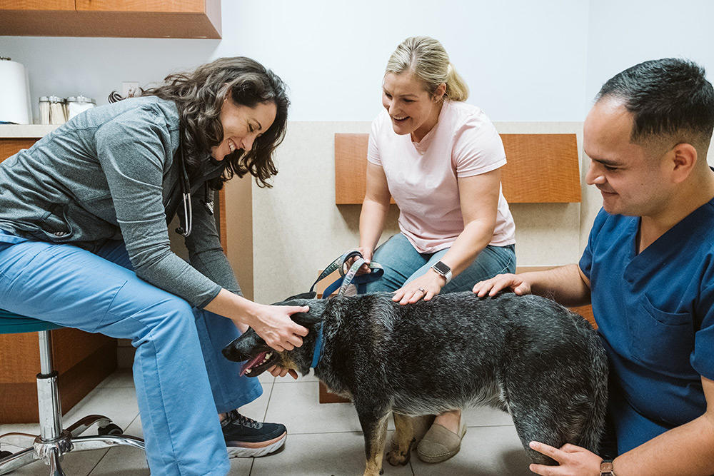 MedVet Jupiter Jupiter