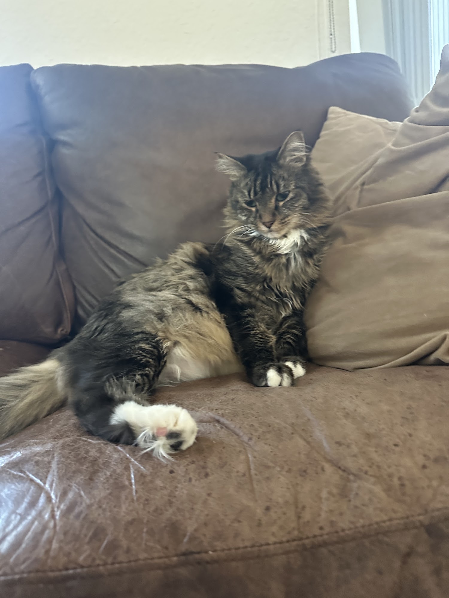 Village Veterinary Jupiter