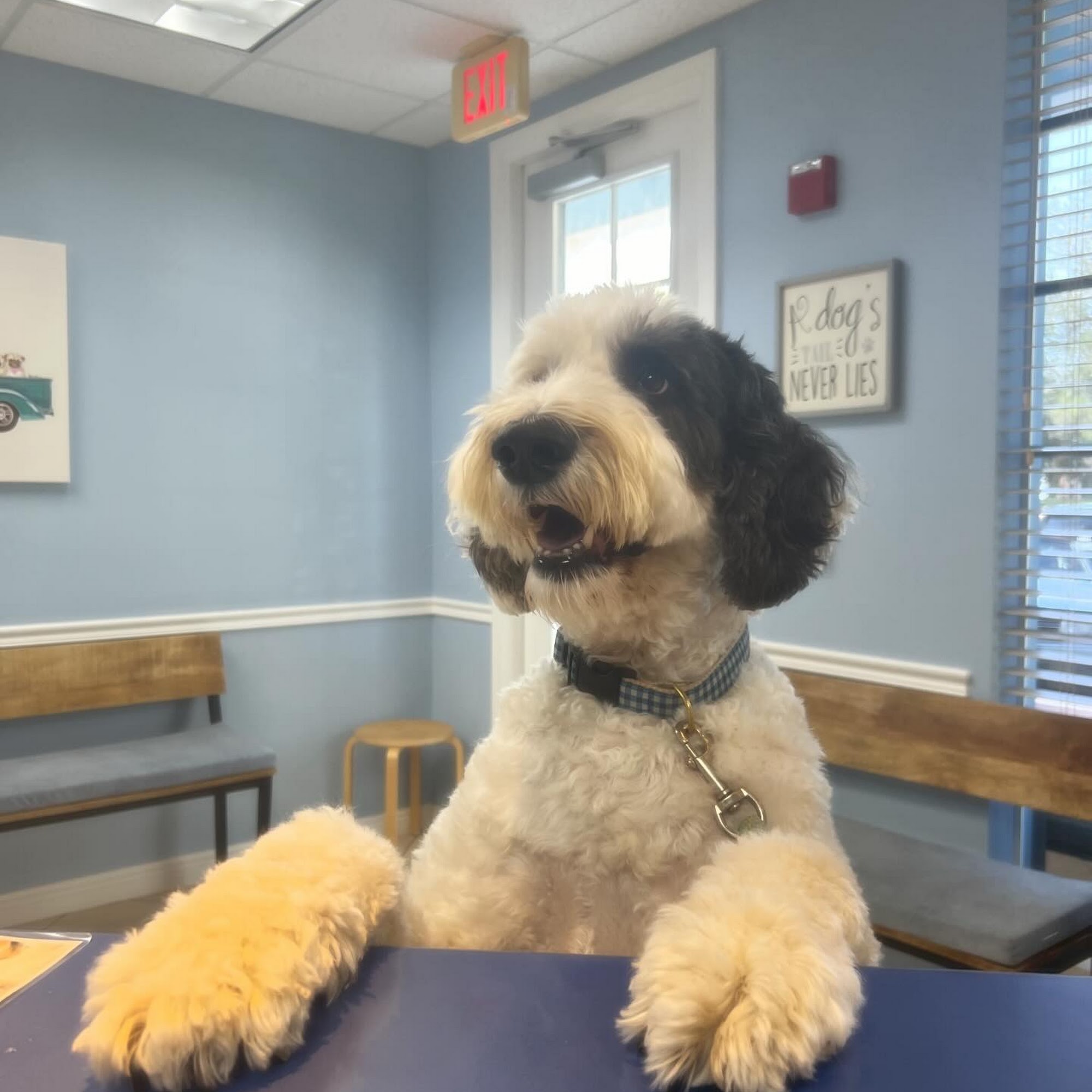 All Animal Care Clinic Jupiter