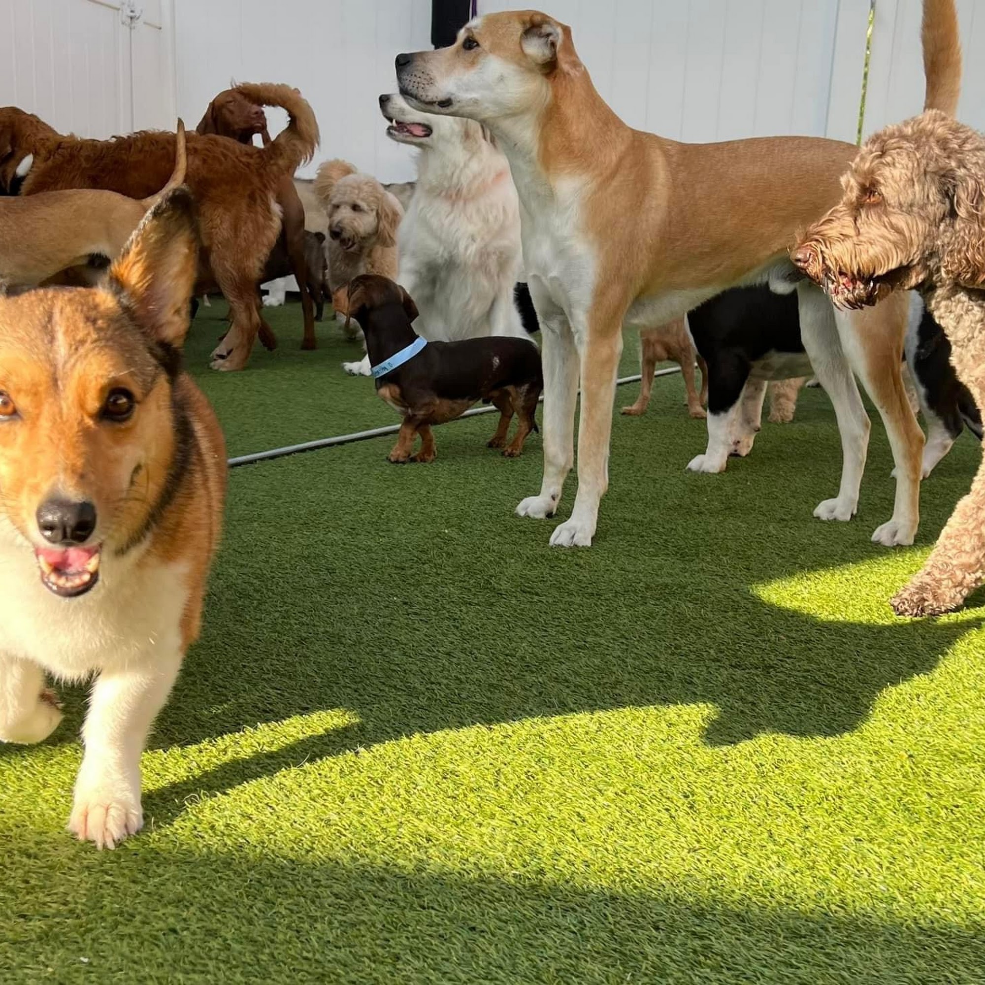 DogsWorld Resort Jupiter