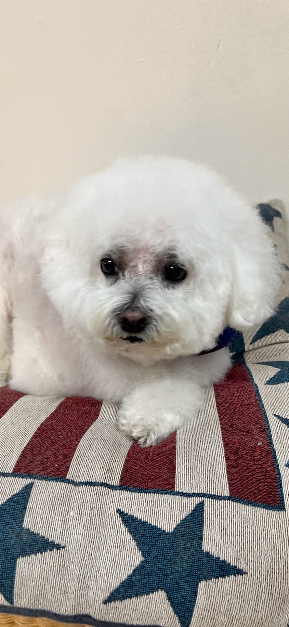 Village Pets Jupiter