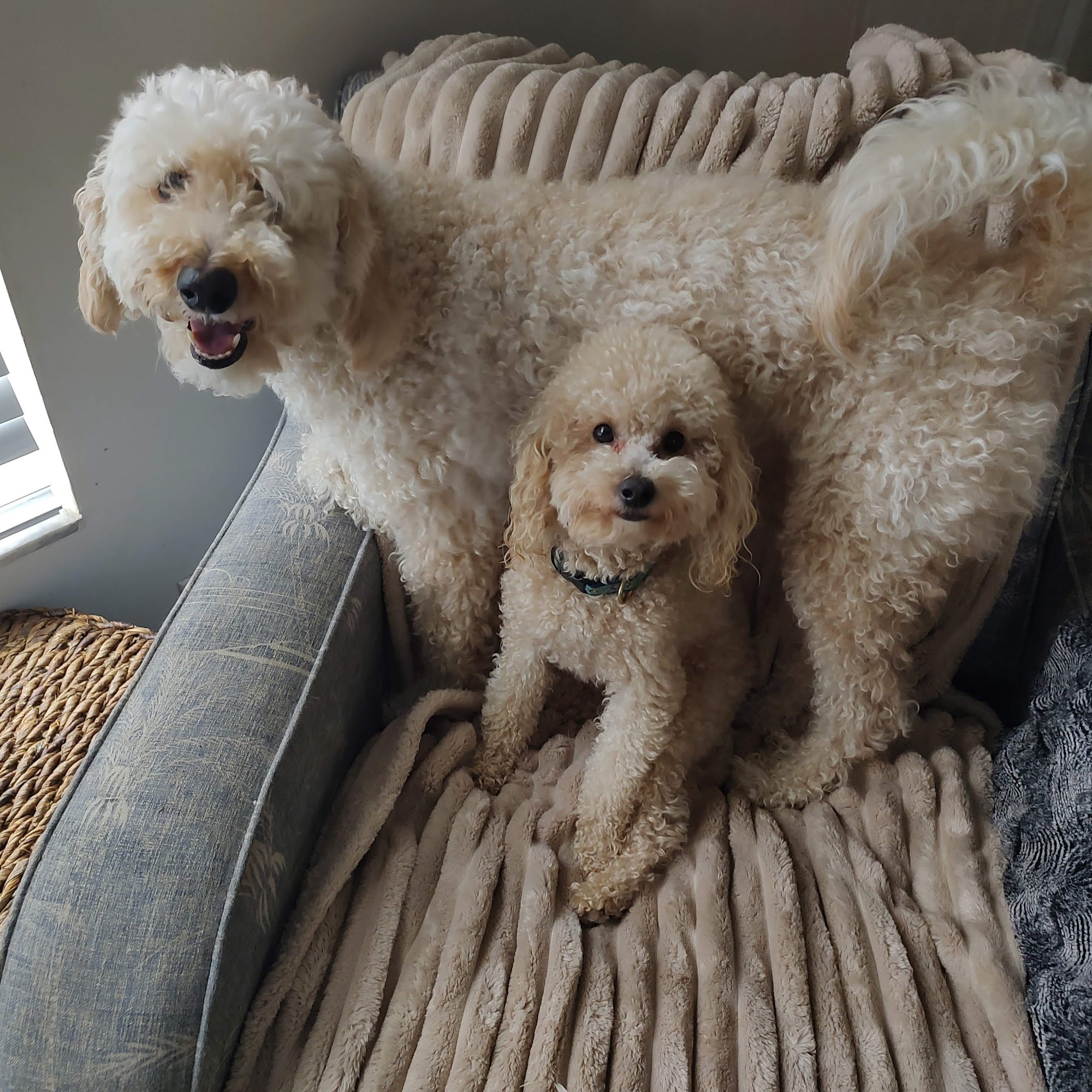 Judy's Pet Boarding Jupiter