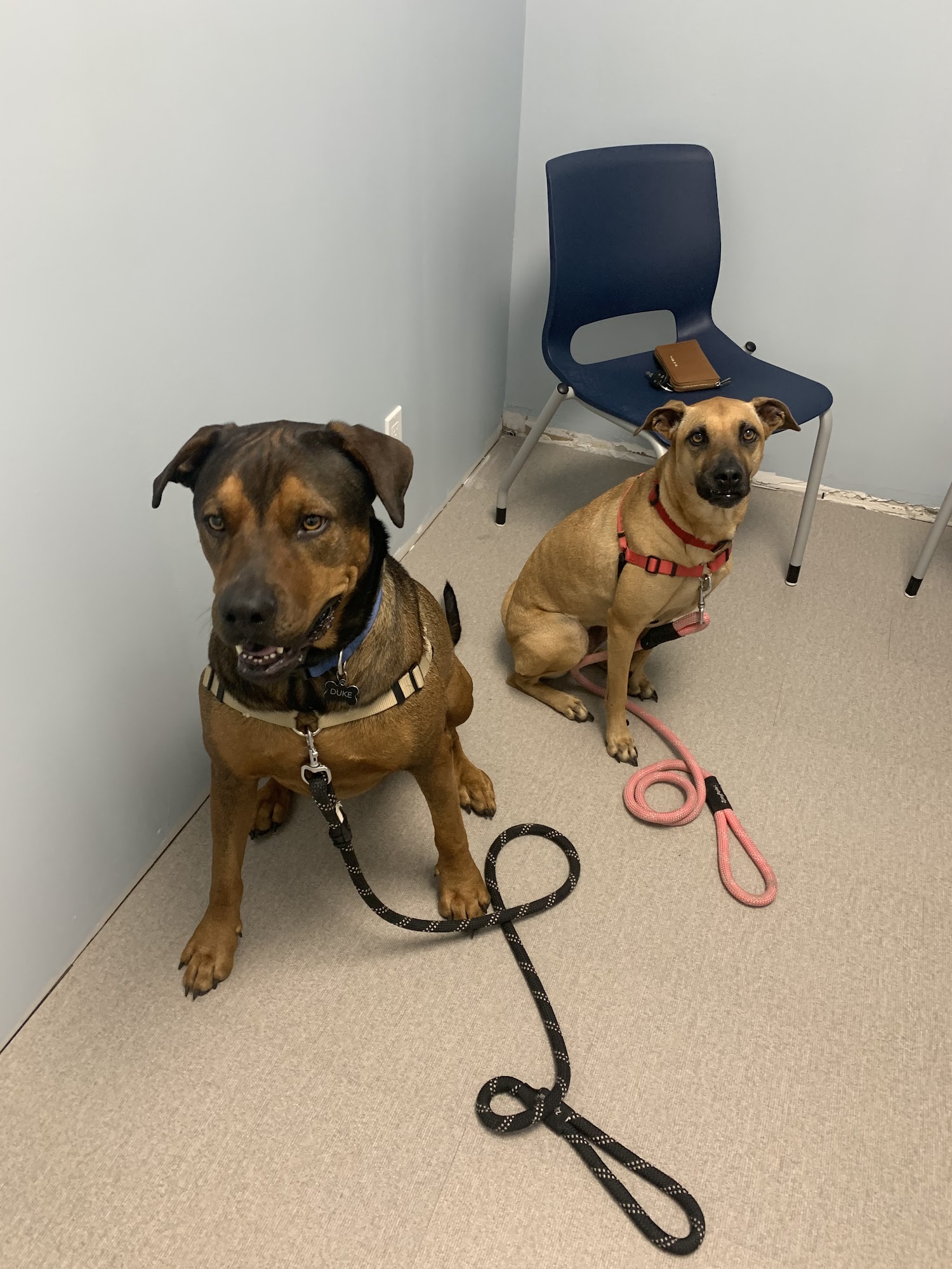 Vinoski Veterinary Clinic Jupiter