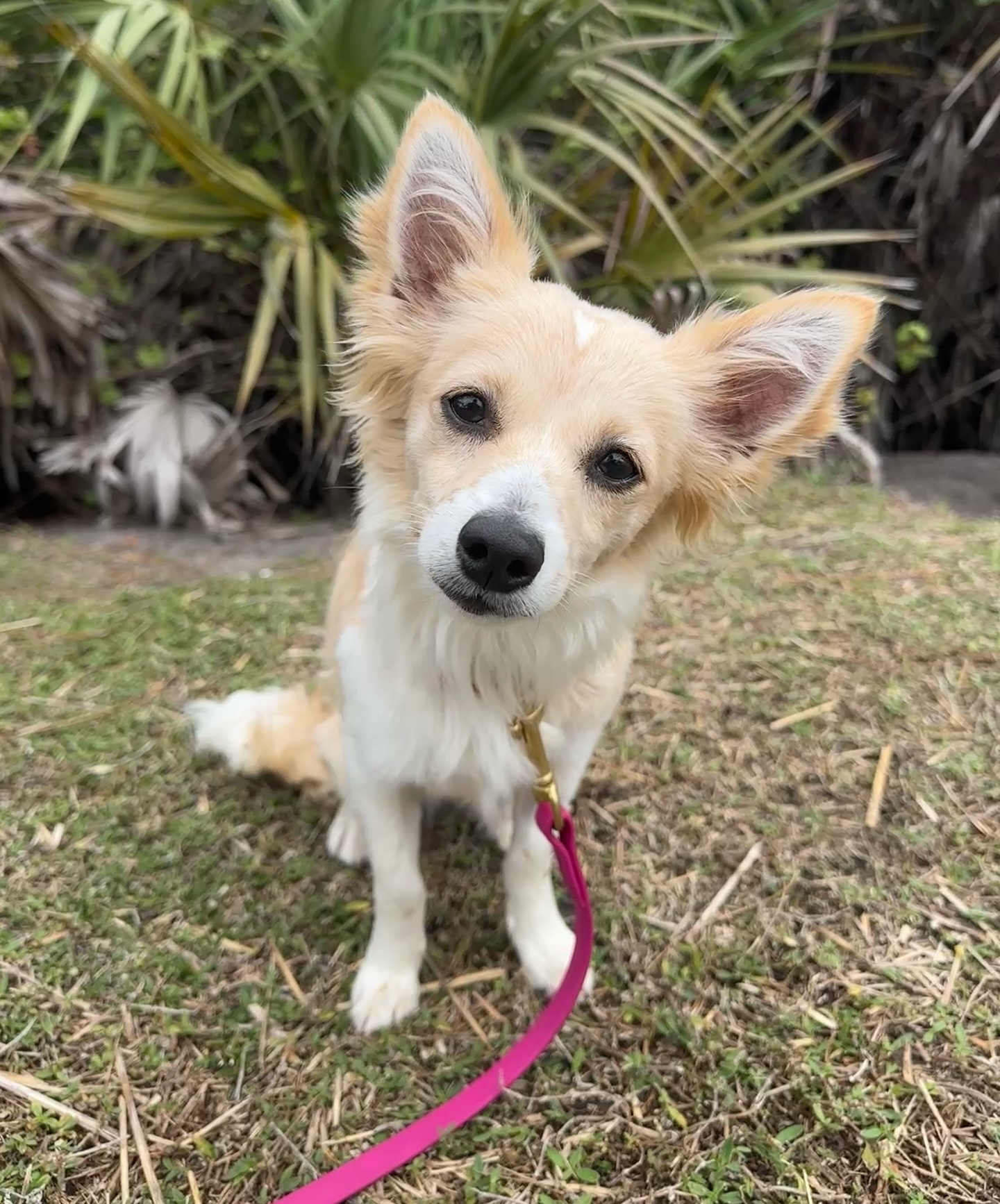 Sunshine Veterinary Hospital Jupiter