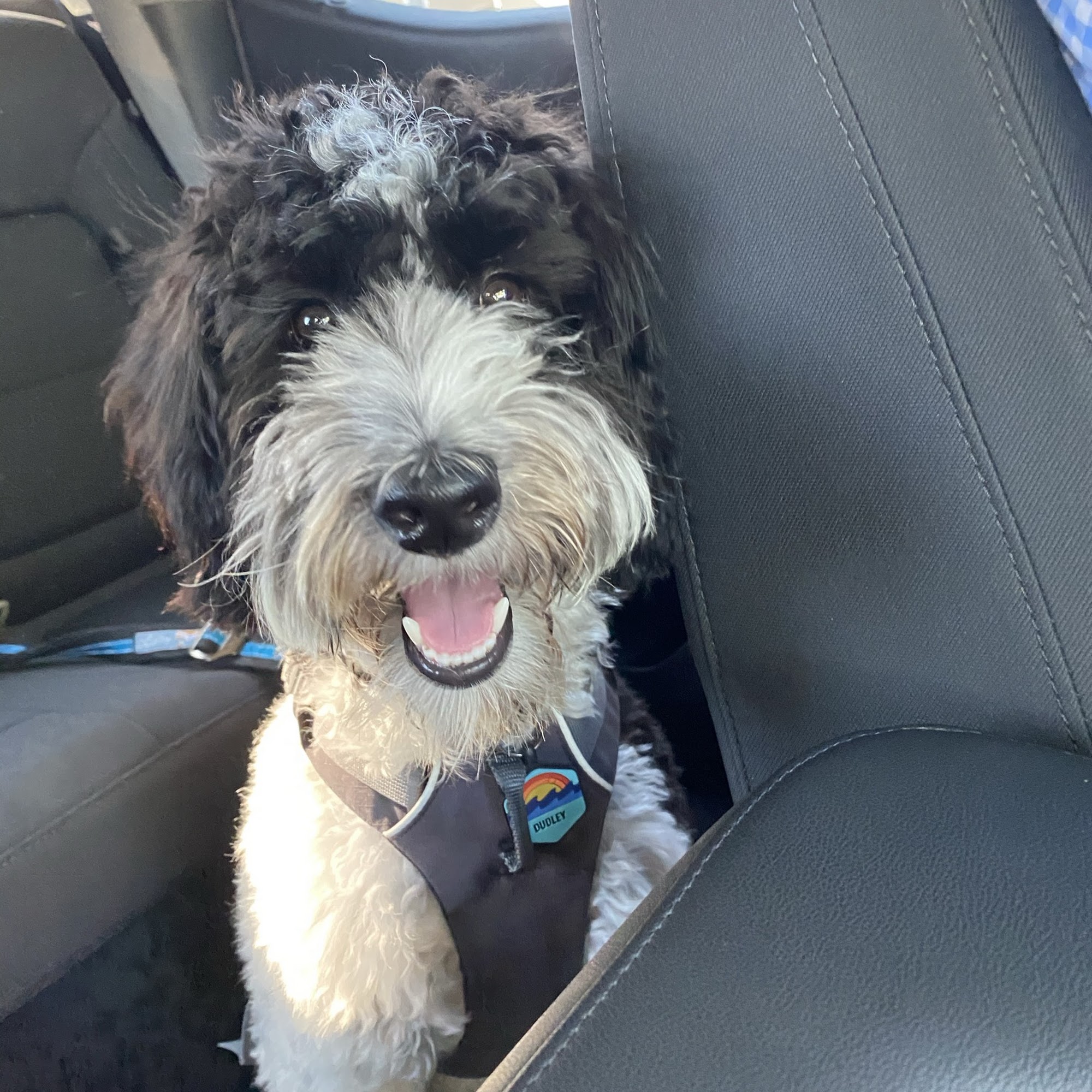 Lighthouse Animal Hospital Jupiter