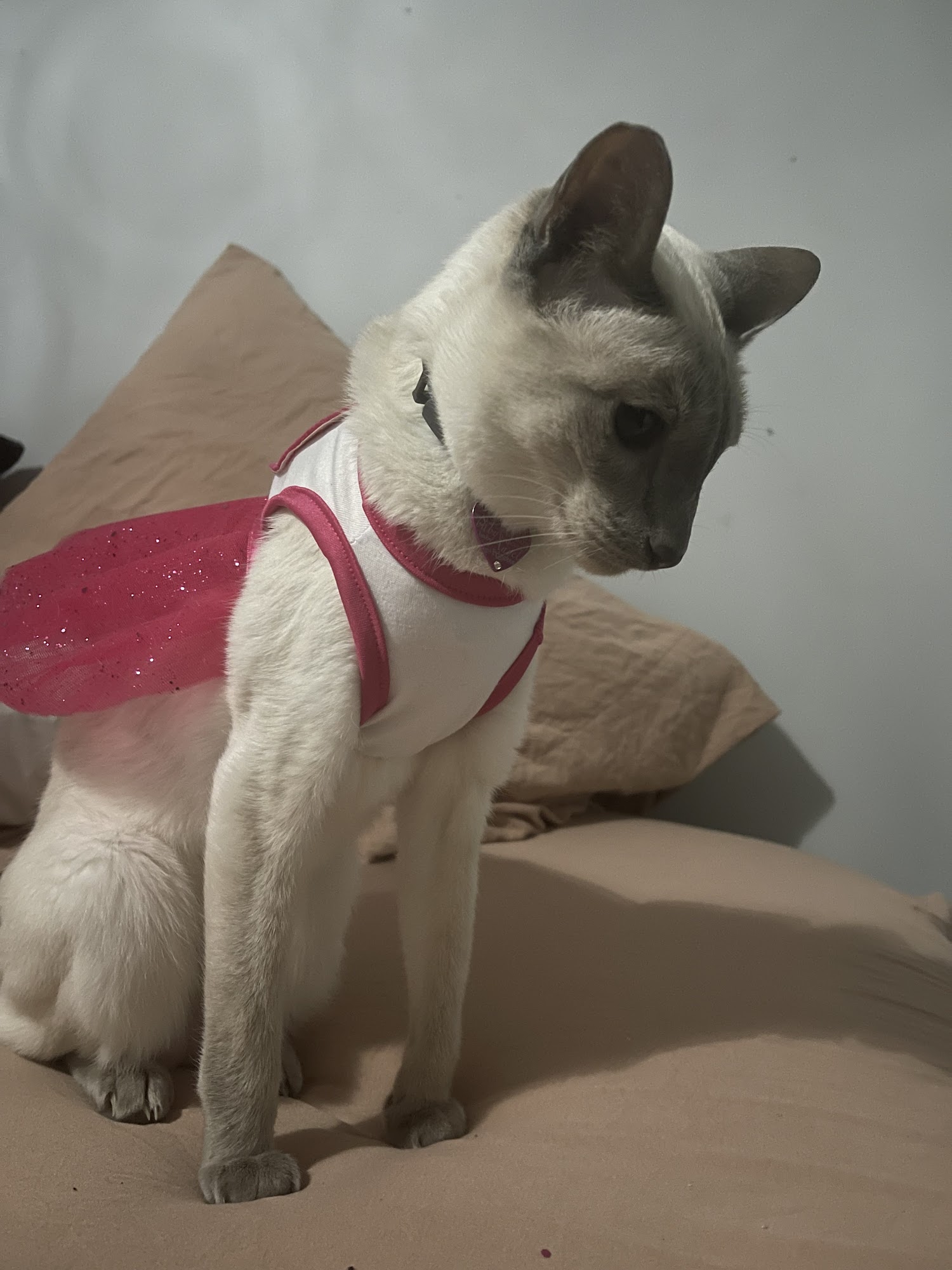 Lighthouse Animal Hospital Jupiter