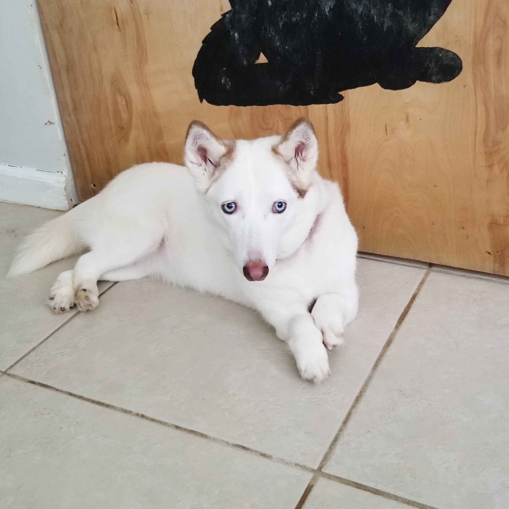 Angel Paws Massage 10235 Sandy Run Rd, Jupiter Florida 33478