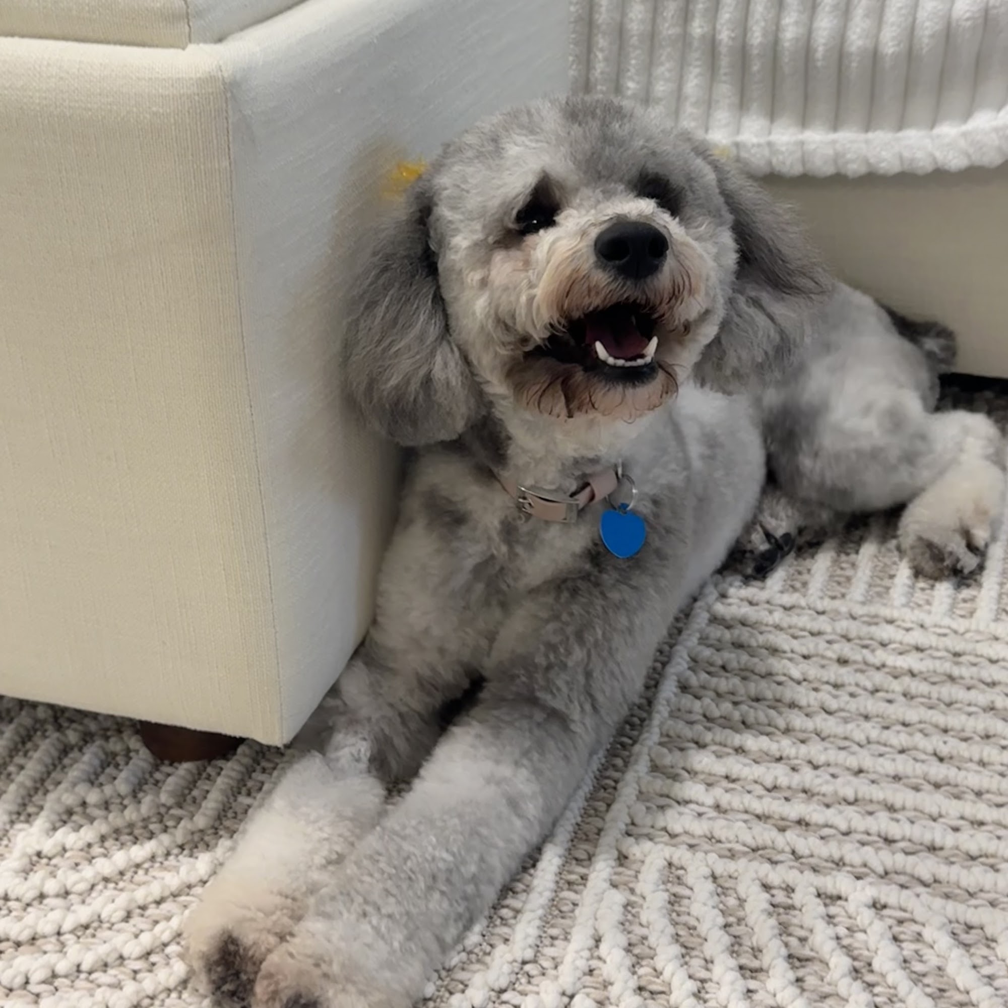 Woof Gang Bakery Key Biscayne Key Biscayne