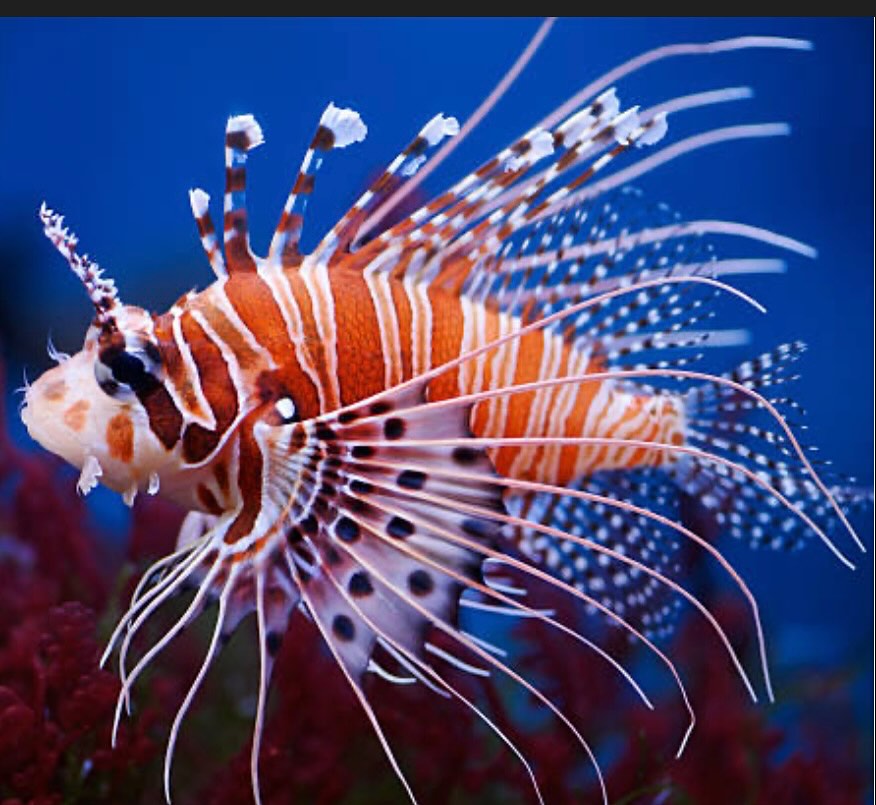 Hobo's Cafe Key Largo