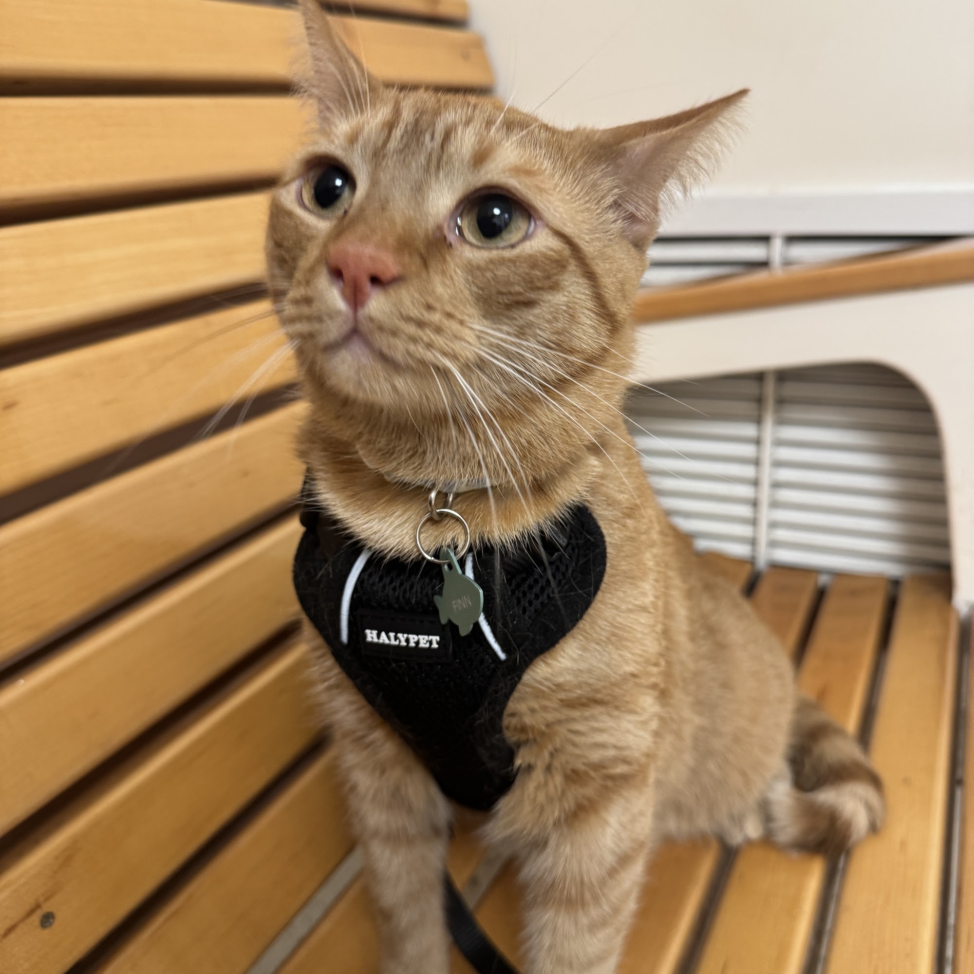 Island Hammock Pet Hospital Key Largo