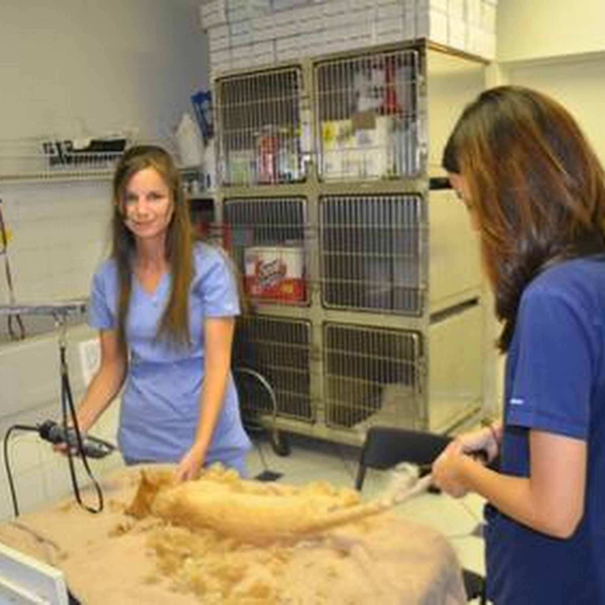 Animal Care Clinic Key Largo