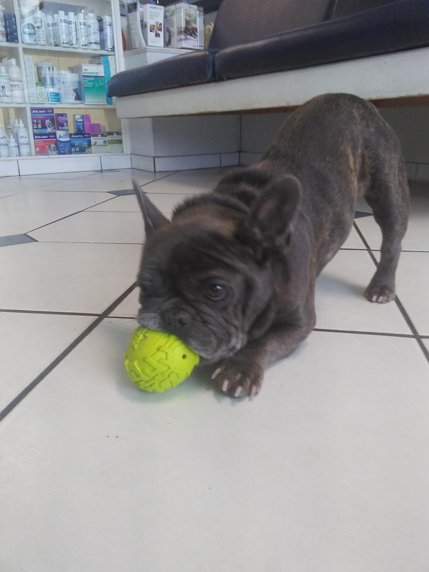 Animal Care Clinic Key Largo