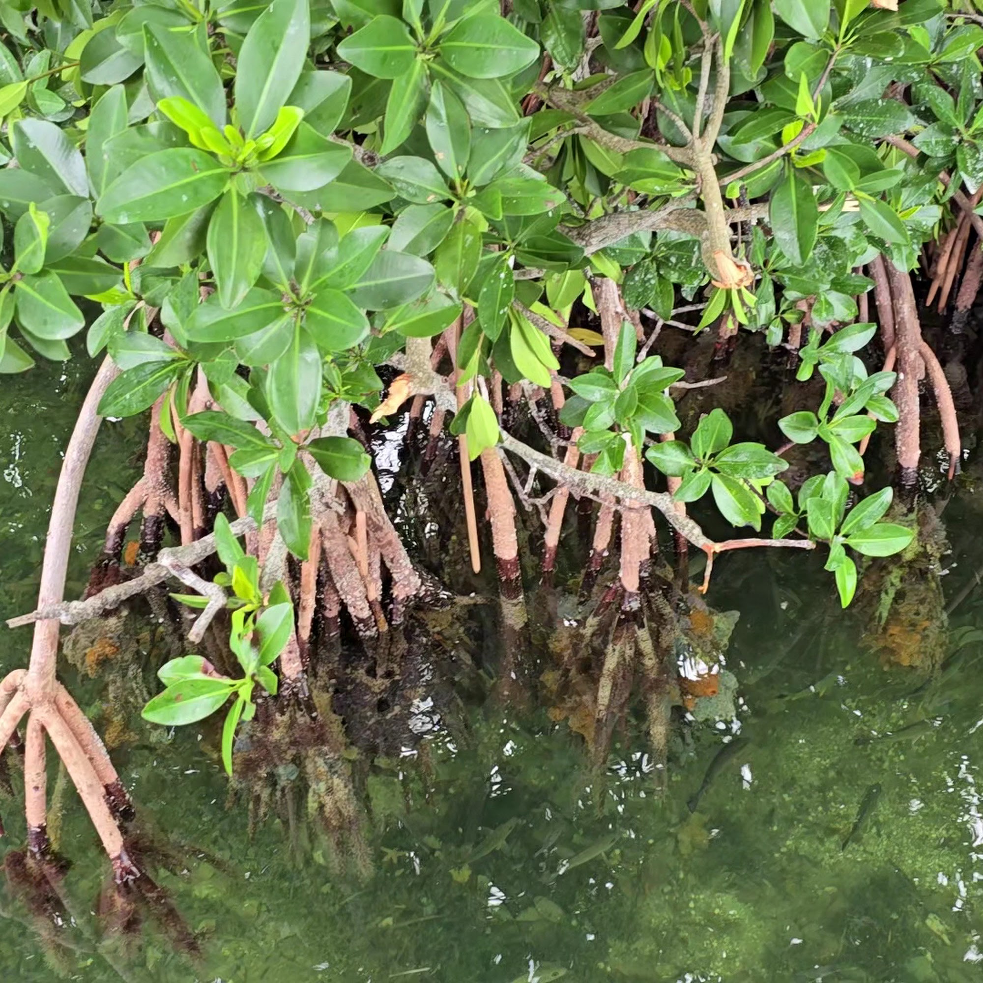 Cruisin’ Tikis Key Largo Key Largo